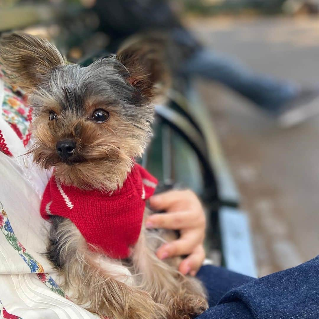 ソ・ミンジョンさんのインスタグラム写真 - (ソ・ミンジョンInstagram)「일요일 오후 센트럴파크 🌿🌱우리 강아지 진져🐶공원가는게 너무 조아요 💕💕아까 어떤분들이 너무 요리스타그램 같다고🤣🤣 뉴욕풍경도 올려달라고 하셔서 올려봅니다 🙈🙈🍀🍀😝😝💕」10月14日 4時49分 - minjung_suh_