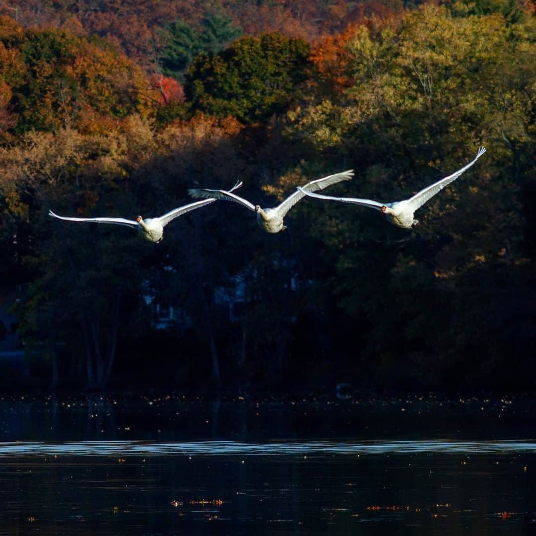National Geographic Travelさんのインスタグラム写真 - (National Geographic TravelInstagram)「Photo by Babak Tafreshi @BabakTafreshi | Swans fly above a lake in Massachusetts, against the backdrop of New England's fall foliage. The mute swan is not a native bird in the United States; it arrived during the Victorian age as a boutique item for exhibitions. #swan #newengland #massachusetts #fallfoliage」10月14日 5時05分 - natgeotravel
