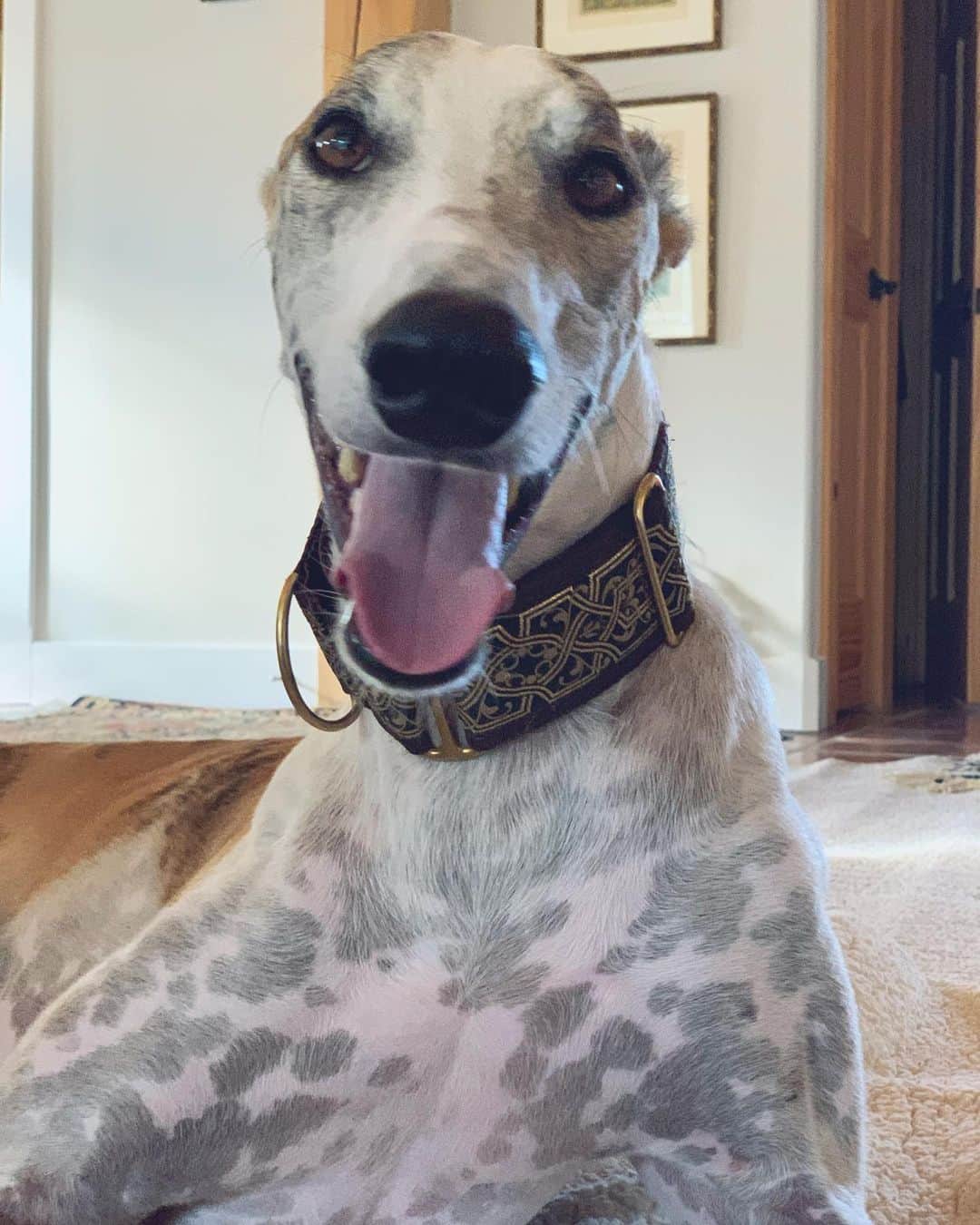 イーライ・リエブのインスタグラム：「Someone just had their very first play date and is one happy boy. I’ve actually never seen him smile this much. I also think he thinks he has a new girlfriend @kellysoutherland」