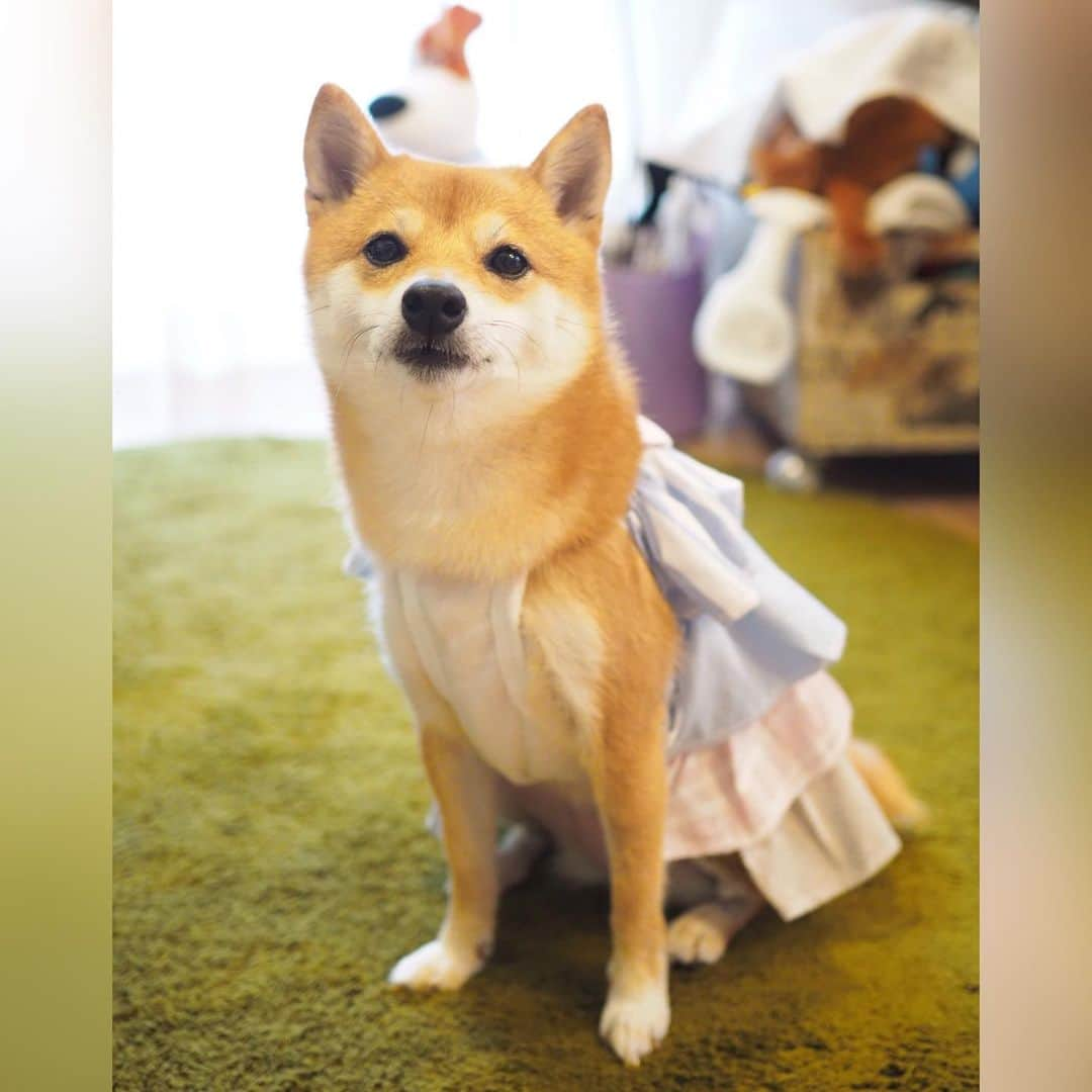 豆柴にこちゃんさんのインスタグラム写真 - (豆柴にこちゃんInstagram)「🐶 昨日に引き続き、 女の子らしいワンピース🌷 . くるみちゃんママさん @kurumi_kourin から、くるみちゃんとおそろいのワンピが届きました❣️ . ミステリースクエアも隠れていい感じです✨ でもやっぱりカボチャパンツは見えてます。 リスペクト ワカメ‼️ . 犬版の東京ガールズコレクション があったらこの服で出たいなぁ😘 . くるみちゃんママさんさん、 ありがとうございました😋 . もう一着いただいてるので、 それは次の投稿で📸 . #柴犬#豆柴#pecoいぬ部#犬#わんこ#犬#ここ柴部#shibainu#dog#mameshiba#pecotv#dog#いぬのきもち部#しばいぬ#しばけん#こいぬ#シバイヌ#いぬ#イヌ#赤柴#マメシバ#ペット#日本犬#子犬#puppy#doggo#pet#시바견#강아지#개」10月14日 18時17分 - nikochan.mame48