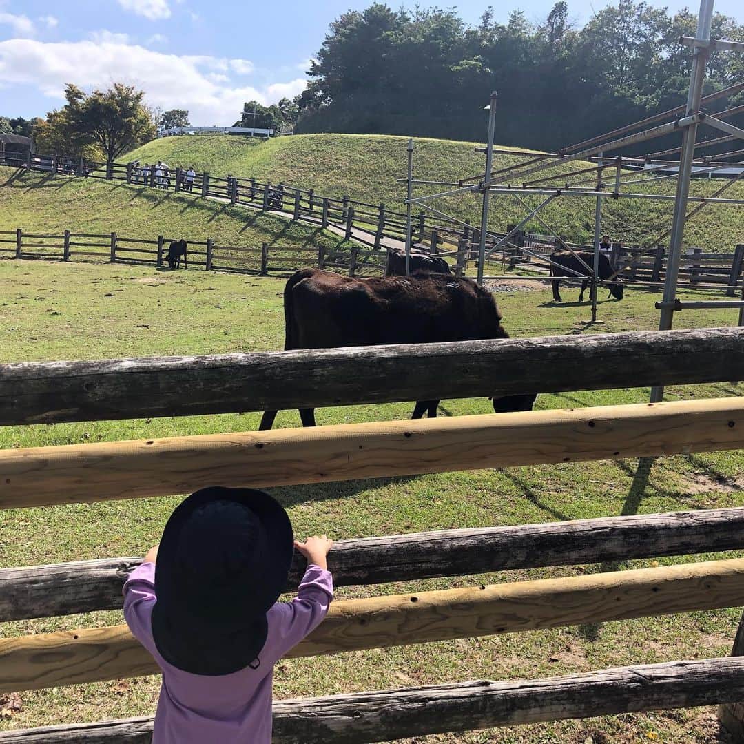 山崎萌絵さんのインスタグラム写真 - (山崎萌絵Instagram)「今日はどこかにお出かけしくなるようなお天気だったので、家族でもーもーらんどに行きました🐄小さい時以来、何年ぶりかしら🤔おちびも2歳半になって行ける場所がどんどん増えてきたので楽しいです٩(ˊᗜˋ*)و牛をかなり近くで見て喜んでいました🐂🌈 . #もーもーらんど　#油山牧場　#コスモス　#人多かった　#ローラーコースターでお尻が痒い」10月14日 17時06分 - moeyamasaki.kbc