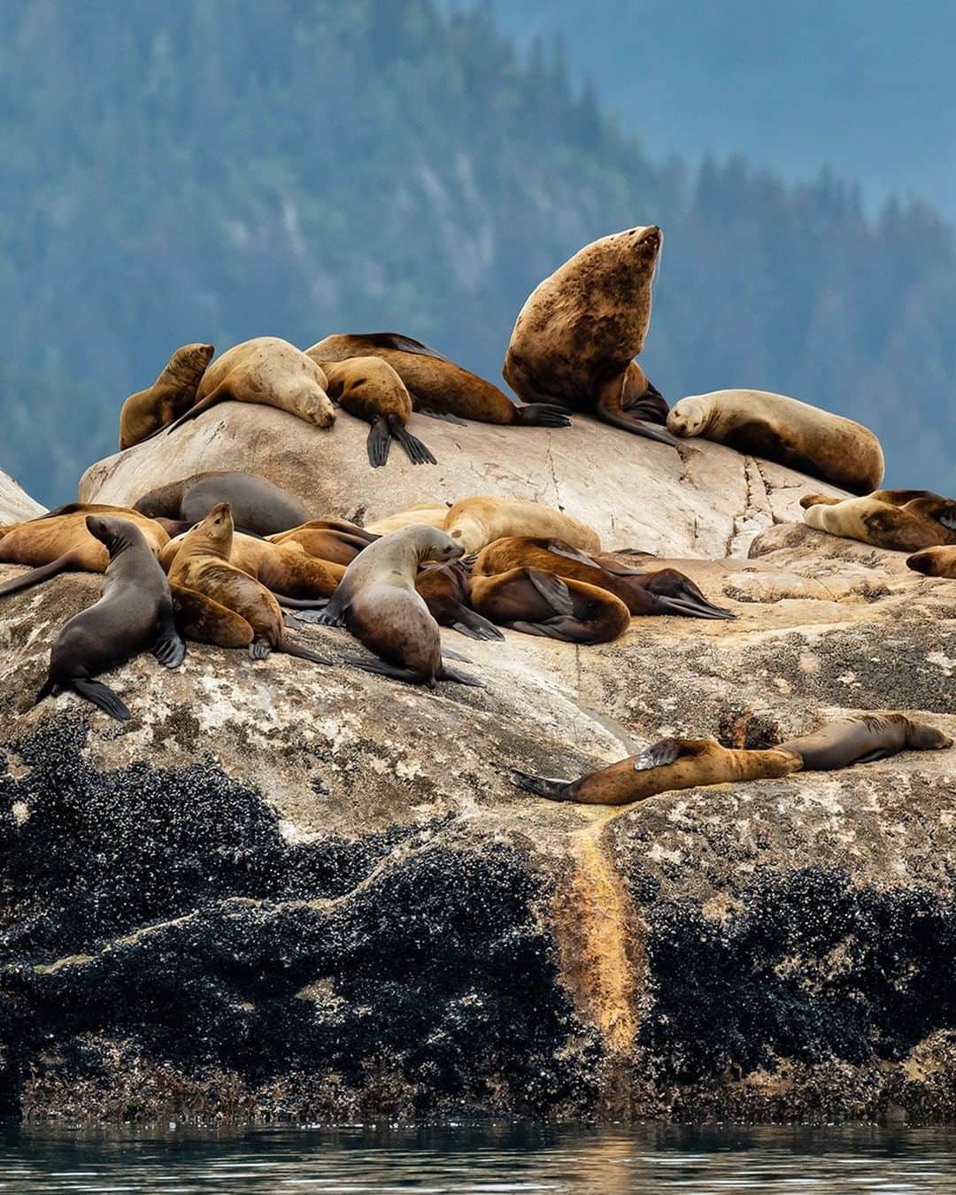 National Geographic Travelさんのインスタグラム写真 - (National Geographic TravelInstagram)「Photo by @stephen_matera | Steller sea lions rest on South Marble Island in Glacier Bay National Park and Preserve, Alaska. At the end of the Little Ice Age in the mid-1700s, Glacier Bay was completely covered by a large tidewater glacier. By the time John Muir explored Glacier Bay in 1879, the glacier had receded 40 miles. Follow me @stephen_matera for more images from Alaska and around the world. #SEAlaska #wilderness #nationalpark」10月14日 17時09分 - natgeotravel