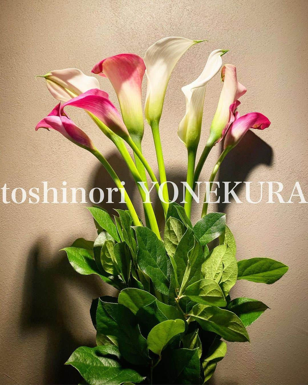 米倉利紀さんのインスタグラム写真 - (米倉利紀Instagram)「flowers of this week」10月14日 17時22分 - toshi_yonekura