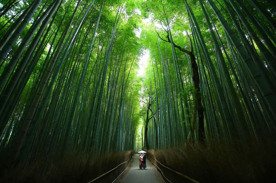 Decollte Wedding Photographyさんのインスタグラム写真 - (Decollte Wedding PhotographyInstagram)「【 京都嵐山 Kyoto Arashiyama 竹林 Bamboo Forest 】﻿ ﻿ @studiotvbkyoto  @decollte_weddingphoto﻿ @decollte_weddingstyle﻿ ﻿ ﻿ #japan #kyoto #arashiyama #bamboo #weddinginspiration #Weddingphotography #prewedding #weddingphoto #overseasprewedding #japaneseprewedding #japanwedding #landscapephotography #romantic #love #happiness #日本 #京都 #嵐山 #海外婚紗 #婚紗 #唯美 #신부 #웨딩 #웨딩사진」10月14日 17時44分 - d_weddingphoto_jp