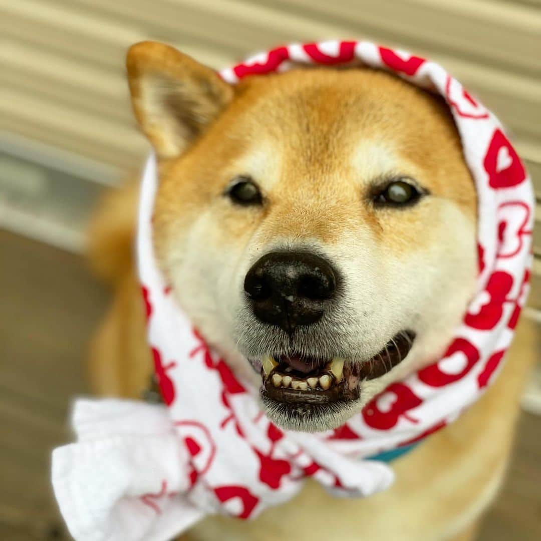 まる（まるたろう）さんのインスタグラム写真 - (まる（まるたろう）Instagram)「Be smiling on Monday!✨🐶☺️✨なんだか今日は涼しいというか寒いくらいね #パパが半袖で寒そうにしてるの☺️ #アホやなって思いました #雨が少し降ってきた #りんごのかっぱ #月曜日は笑顔で頑張る日」10月14日 10時03分 - marutaro