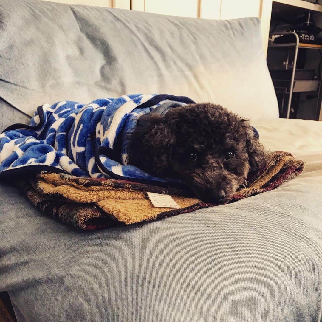 宇野剛史のインスタグラム：「寒いらしい💤」