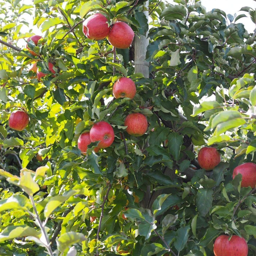 栗山麗美さんのインスタグラム写真 - (栗山麗美Instagram)「🍎Apple Picking🍏 ・ #kiyokawafamilyorchards に3家族で行ってきました☺️ ・ 30種類以上の林檎や梨が栽培されていて、中が赤い珍しいものなど初めての🍏にも出会えました😳✨ ・ 数日前から楽しみにしていた娘は、 初めて自分で採った瞬間ニッコリとっても嬉しそうな笑顔😆✨（写真2枚目） ２歳の娘には林檎1つでもずっしり重いようで両手で一生懸命抱える姿にほっこり🥰 ・ 定番のホットアップルサイダーとアップルサイダードーナッツも美味でした🤤💕 ・ ・ #applepicking #U-pikck #apple #kiyokawafamilyorchards #mthoodfruit #oregon #portland #アメリカ暮らし #ポートランド生活 #ポートランド #林檎狩り #りんご #アメリカ子育て #アメリカ育児 #🍎 #🍏」10月14日 10時48分 - reimi.kuriyama