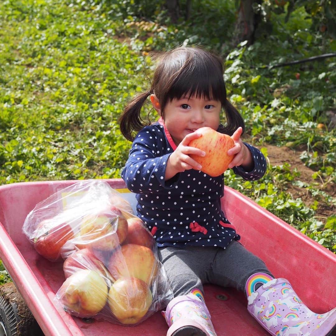 栗山麗美のインスタグラム：「🍎Apple Picking🍏 ・ #kiyokawafamilyorchards に3家族で行ってきました☺️ ・ 30種類以上の林檎や梨が栽培されていて、中が赤い珍しいものなど初めての🍏にも出会えました😳✨ ・ 数日前から楽しみにしていた娘は、 初めて自分で採った瞬間ニッコリとっても嬉しそうな笑顔😆✨（写真2枚目） ２歳の娘には林檎1つでもずっしり重いようで両手で一生懸命抱える姿にほっこり🥰 ・ 定番のホットアップルサイダーとアップルサイダードーナッツも美味でした🤤💕 ・ ・ #applepicking #U-pikck #apple #kiyokawafamilyorchards #mthoodfruit #oregon #portland #アメリカ暮らし #ポートランド生活 #ポートランド #林檎狩り #りんご #アメリカ子育て #アメリカ育児 #🍎 #🍏」