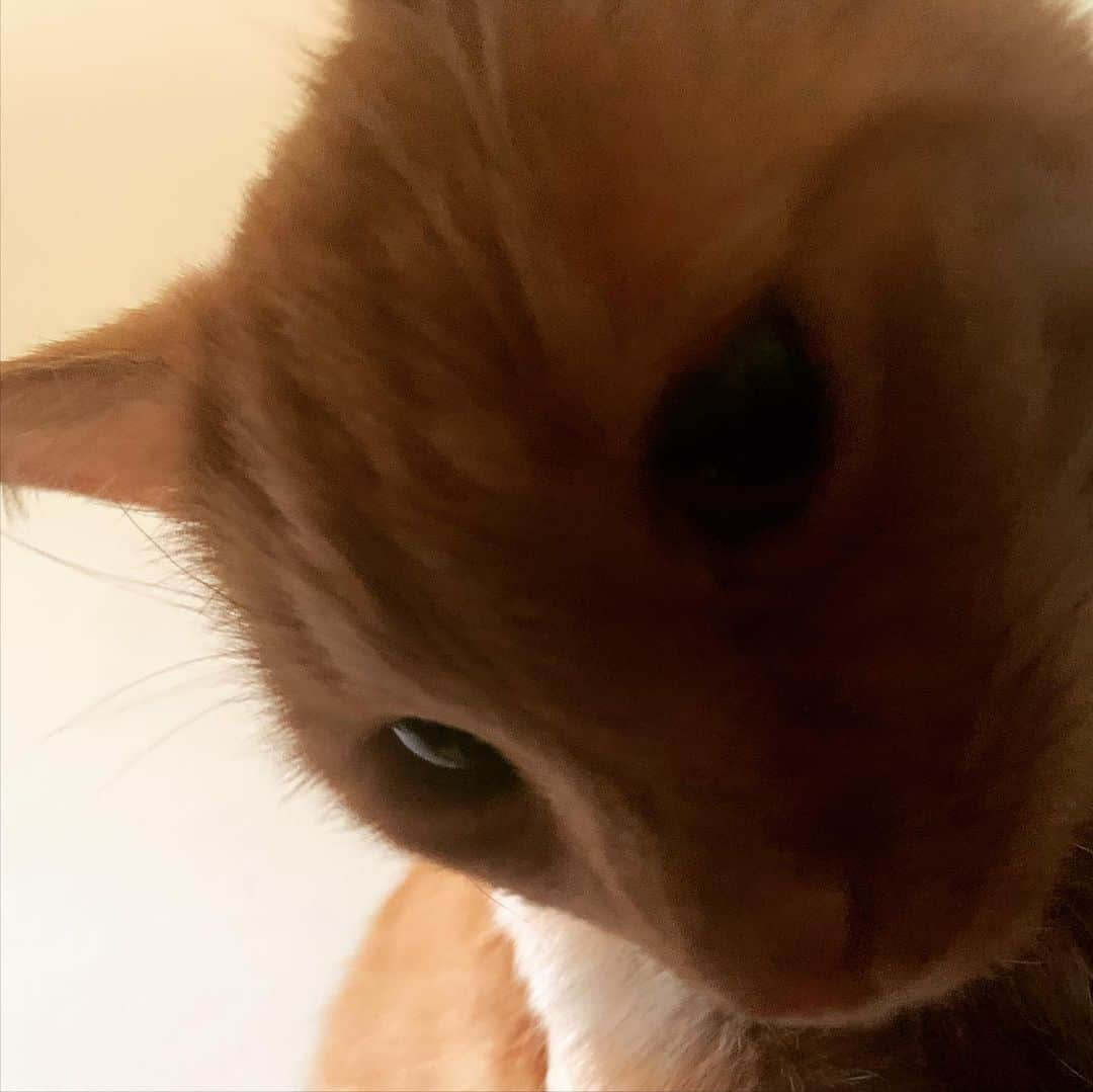 ミコ・フォガティさんのインスタグラム写真 - (ミコ・フォガティInstagram)「This face 😻 #Tora  This cat has given me so much love and happiness. I am so grateful to have her ❤️ Do you have any pets? 🐶🐱🐭🐹🐰」10月14日 11時27分 - mikofogarty