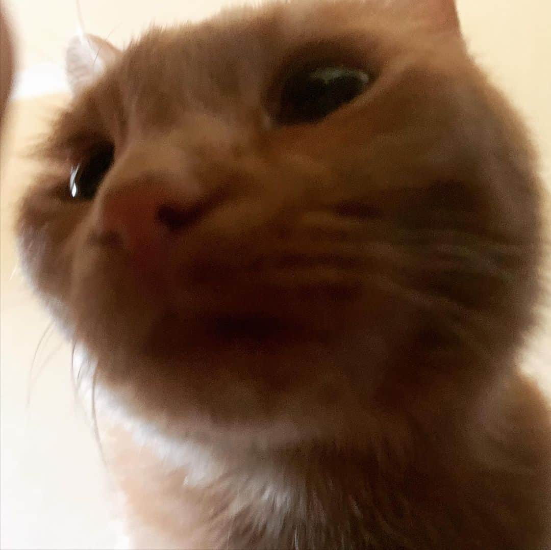 ミコ・フォガティさんのインスタグラム写真 - (ミコ・フォガティInstagram)「This face 😻 #Tora  This cat has given me so much love and happiness. I am so grateful to have her ❤️ Do you have any pets? 🐶🐱🐭🐹🐰」10月14日 11時27分 - mikofogarty