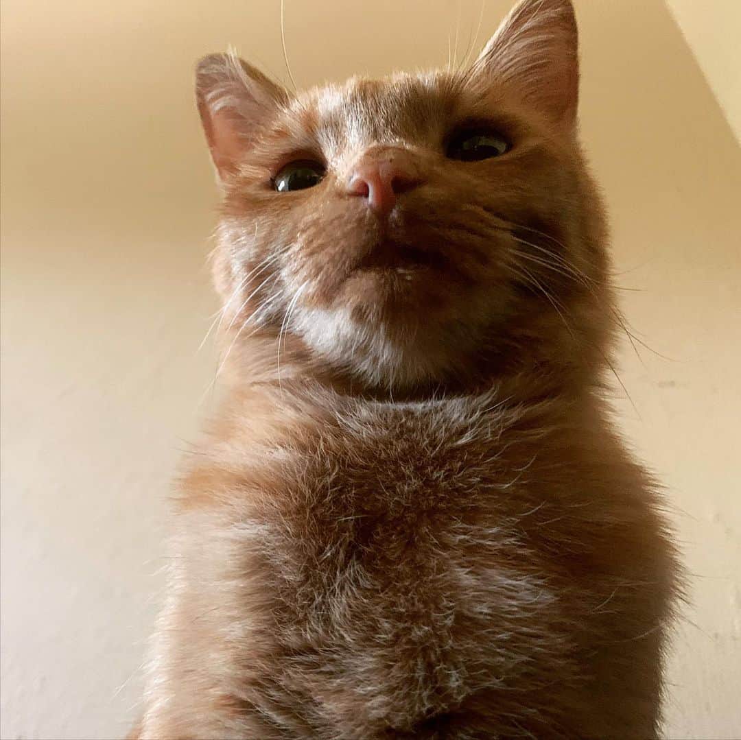 ミコ・フォガティのインスタグラム：「This face 😻 #Tora  This cat has given me so much love and happiness. I am so grateful to have her ❤️ Do you have any pets? 🐶🐱🐭🐹🐰」