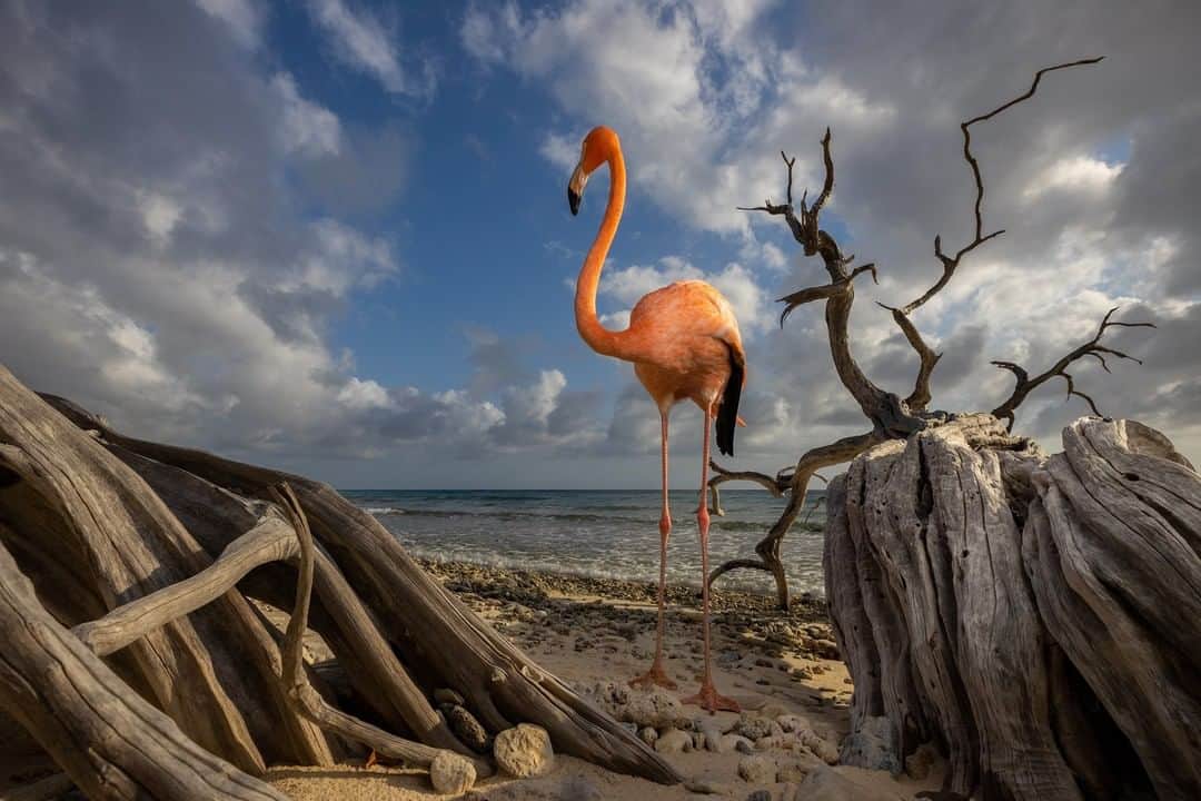 のインスタグラム：「Photo by Jasper Doest @jasperdoest | My cousin Odette takes Flamingo Bob out for a swim or a stroll on the beach almost every week. She loves seeing Bob in his natural environment, but realizes that he would never be able to survive out there. She rescued him almost three years ago after he flew against a hotel window on Curaçao, and during the rehabilitation process she found that he suffered from a chronic foot condition and couldn't go back to the wild. However, the idea that the bird is playing an important role in flamingo conservation in the Caribbean comforts her, and in the meantime they enjoy their weekly time off. Follow @jasperdoest for more images of Flamingo Bob. #flamingo #prettyinpink #flamingobob #curacao」