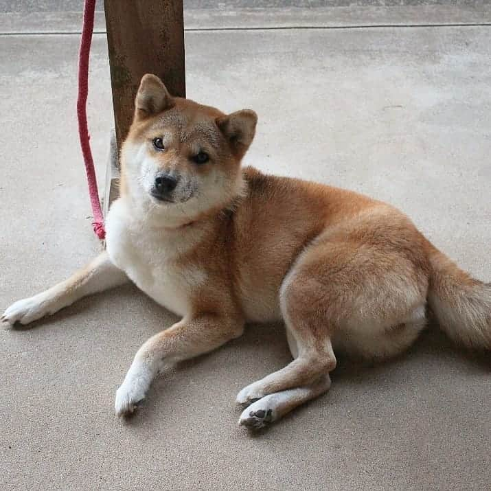 柴犬たま Shibainu Tamaさんのインスタグラム写真 - (柴犬たま Shibainu TamaInstagram)「全然カモメさん飛んでいかないな～🕊️ たママのおでこ居心地いいのかな🤔 * Caption trans🇬🇧 Seagulls on Tama's forehead do not fly🕊️ Is her forehead comfortable?🤔 * #柴犬たま #たママ #一眼レフ #一眼レフカメラ #カモメ眉 #カモメ眉毛 #両津勘吉 #柴犬 #shiba #shibainu #shibastagram #犬 #dog」10月14日 12時45分 - tama7653