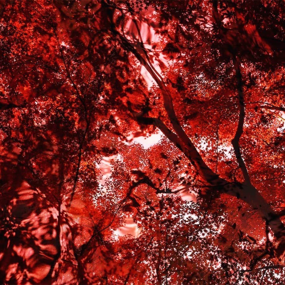 のインスタグラム：「きもの紅葉の会🍁 名古屋/松坂屋 8階 ﻿ 写真家 安珠 特別展示10月9日〜10月15日﻿ ﻿ 10月14日 （月）13時くらいから16時まで﻿ 8階 染織司俵屋に在店します﻿ ﻿ 染織のお話はロマンそのものです﻿ 多くの逸話がある天草更紗など ぜひ、作品をご覧になってください﻿ ﻿ 京都「細尾」さんから私がが選んだ個性豊かなお着物が一同に「染織司俵屋」に陳列﻿ ﻿ 染織のお話はロマンそのものです﻿ 多くの逸話がある天草更紗など、﻿ ﻿ 安珠作品「Invisible Kyoto」の写真・図録・ハガキを特別展示販売もしています﻿ #松坂屋 #名古屋 #きもの #紅葉の会 #kimono #着物 #染織司俵屋 #hosoo #InvisibleKyoto #安珠写真家 #anjuphotographer」