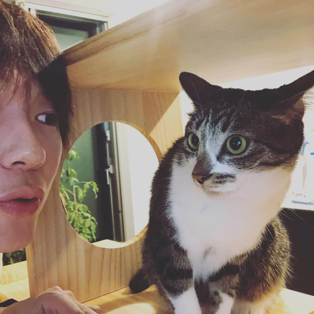 古市憲寿さんのインスタグラム写真 - (古市憲寿Instagram)「これは友達の家の猫ちゃんです。自撮りさせてもらった。」10月14日 18時28分 - poe1985