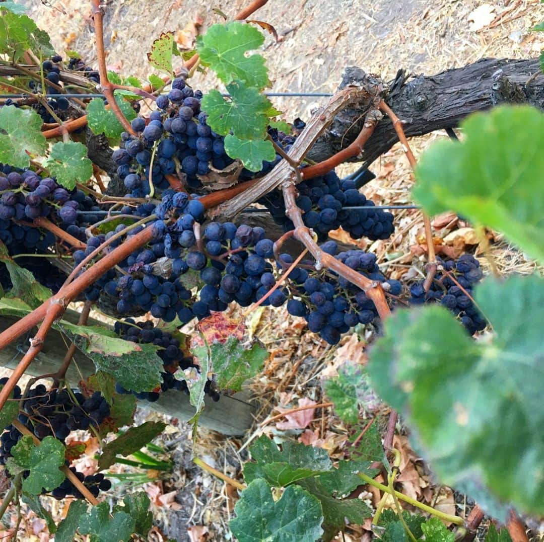 新田朝子さんのインスタグラム写真 - (新田朝子Instagram)「#カリフォルニアワイン を求め #ソノマ へ。CA全体で約4500のブドウ栽培農家があるそうで、ワイナリー はその数約2000と膨大な数、、。 . 広大な葡萄畑が広がり、それぞれのワイナリーでは醸造の過程などを見学しながらテイスティングが楽しめるので、ワイン好きにはたまらない❤️好みのワインに出会えること間違えなしのおすすめ観光を、満喫してきました。 . 福島で取材した #逢瀬ワイナリー や #いわきワイナリー のことが頭に浮かび、ふるさとの皆さんが大変な状況にあること、遠くの土地からも心配でなりません。皆さんのご無事を祈るとともに、被災された皆さんに心よりお見舞い申し上げます。 . #ワイナリー 巡り #カリフォルニアスタイル #休日 #アメリカ生活 #アメリカの高速道路 #みんな飛ばしすぎ #テイスティング #ワイン好きな人と繋がりたい #旅行好きな人と繋がりたい #clinefamilycellars #buenavistawinery #california #winery #sonoma #agricultural #wine #winelover #tasting #🍷 #🍇 #🇺🇸」10月14日 13時17分 - asako.nitta