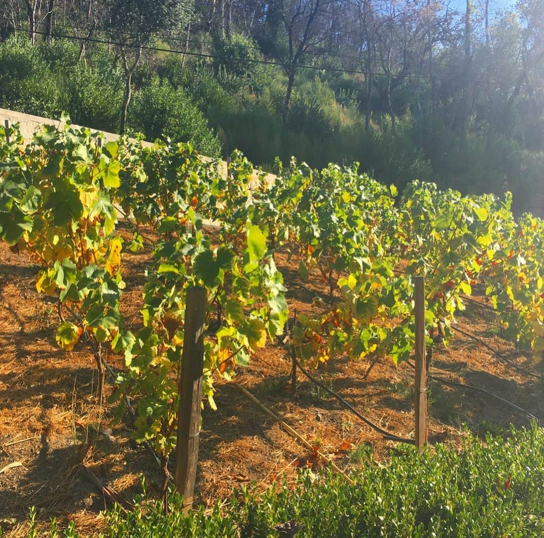 新田朝子さんのインスタグラム写真 - (新田朝子Instagram)「#カリフォルニアワイン を求め #ソノマ へ。CA全体で約4500のブドウ栽培農家があるそうで、ワイナリー はその数約2000と膨大な数、、。 . 広大な葡萄畑が広がり、それぞれのワイナリーでは醸造の過程などを見学しながらテイスティングが楽しめるので、ワイン好きにはたまらない❤️好みのワインに出会えること間違えなしのおすすめ観光を、満喫してきました。 . 福島で取材した #逢瀬ワイナリー や #いわきワイナリー のことが頭に浮かび、ふるさとの皆さんが大変な状況にあること、遠くの土地からも心配でなりません。皆さんのご無事を祈るとともに、被災された皆さんに心よりお見舞い申し上げます。 . #ワイナリー 巡り #カリフォルニアスタイル #休日 #アメリカ生活 #アメリカの高速道路 #みんな飛ばしすぎ #テイスティング #ワイン好きな人と繋がりたい #旅行好きな人と繋がりたい #clinefamilycellars #buenavistawinery #california #winery #sonoma #agricultural #wine #winelover #tasting #🍷 #🍇 #🇺🇸」10月14日 13時17分 - asako.nitta