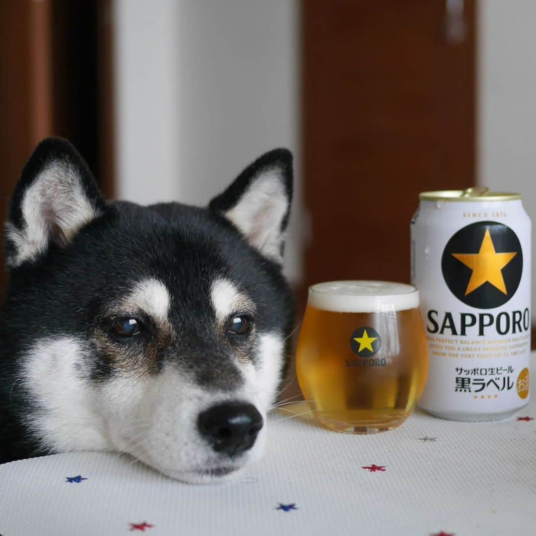 くろさんのインスタグラム写真 - (くろInstagram)「⭐️SAPPORO🍺 #目線の先にはおやつ #お疲れちゃんビール #サッポロ黒ラベル #サッポロ生ビール黒ラベル #黒ラベル #サッポロビール #sapporobeer #lovebeer #⭐️SAPPORO #黒柴 #柴犬 #和犬 #日本犬 #晩酌犬 #座敷犬 #癒し犬 #犬のいる暮らし #犬のいる生活 #わんこと一緒 #わんこのいる暮らし #柴犬のいる暮らし #柴犬の癒し #柴犬と一緒 #わんこのいる生活 #ふわもこ部 #わんだフォ #わんだふるJapan」10月14日 13時34分 - m6bmw