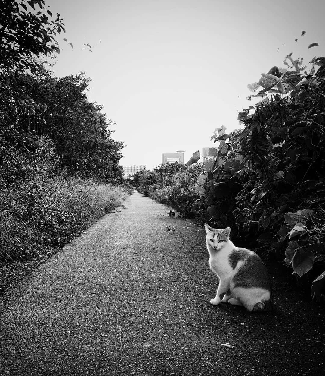 Halさんのインスタグラム写真 - (HalInstagram)「* * A stray cat * * 台風の3日前に出会った野良猫。今頃どうしてるかな？  広い範囲で被害が出ていますね。皆さんの地域は大丈夫でしょうか？ * * #ShotoniPhone #shotoniphonexr #igersjp  #jp_gallery_member  #indies_gram #team_jp_モノクロ #LINES_and_POINTS #wp_bnw #whim_bw  #jj_blackwhite #blacknwhite_perfection #Excellent_BnW  #picturetokeep_bnw #pr0ject_bnw #tgif_bnw #bnw_of_our_world #bnw__today #ic_bw #bnw_lightandshadow #ig_shotz_bw #awesome_bnw #vivid_impact_member #proudones_bwd #bnw_unlimited #loves_bnw #fair_noir  #mobile_perfection #jj_mobilephotography * *」10月14日 14時02分 - hal_h1010