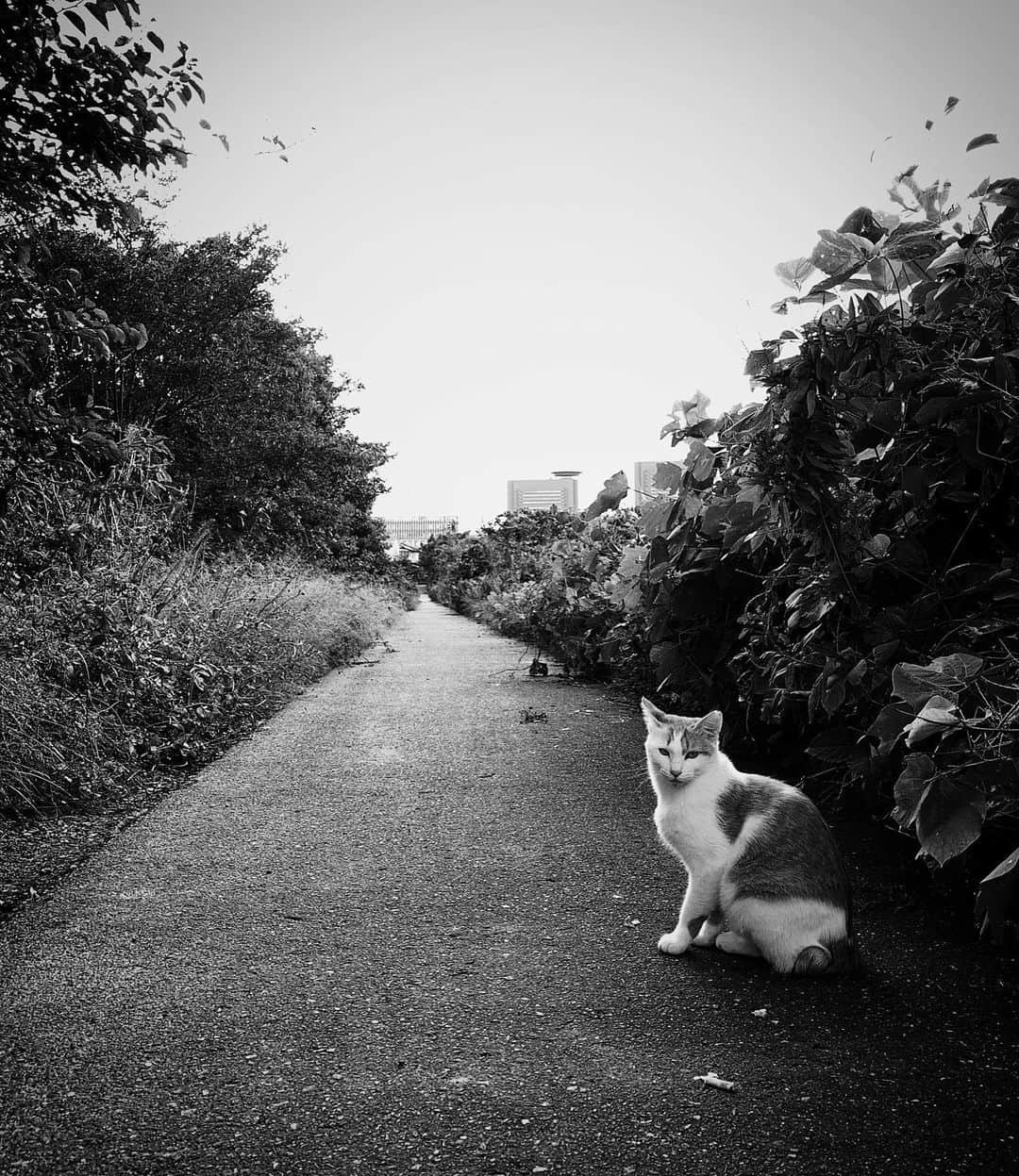 Halのインスタグラム