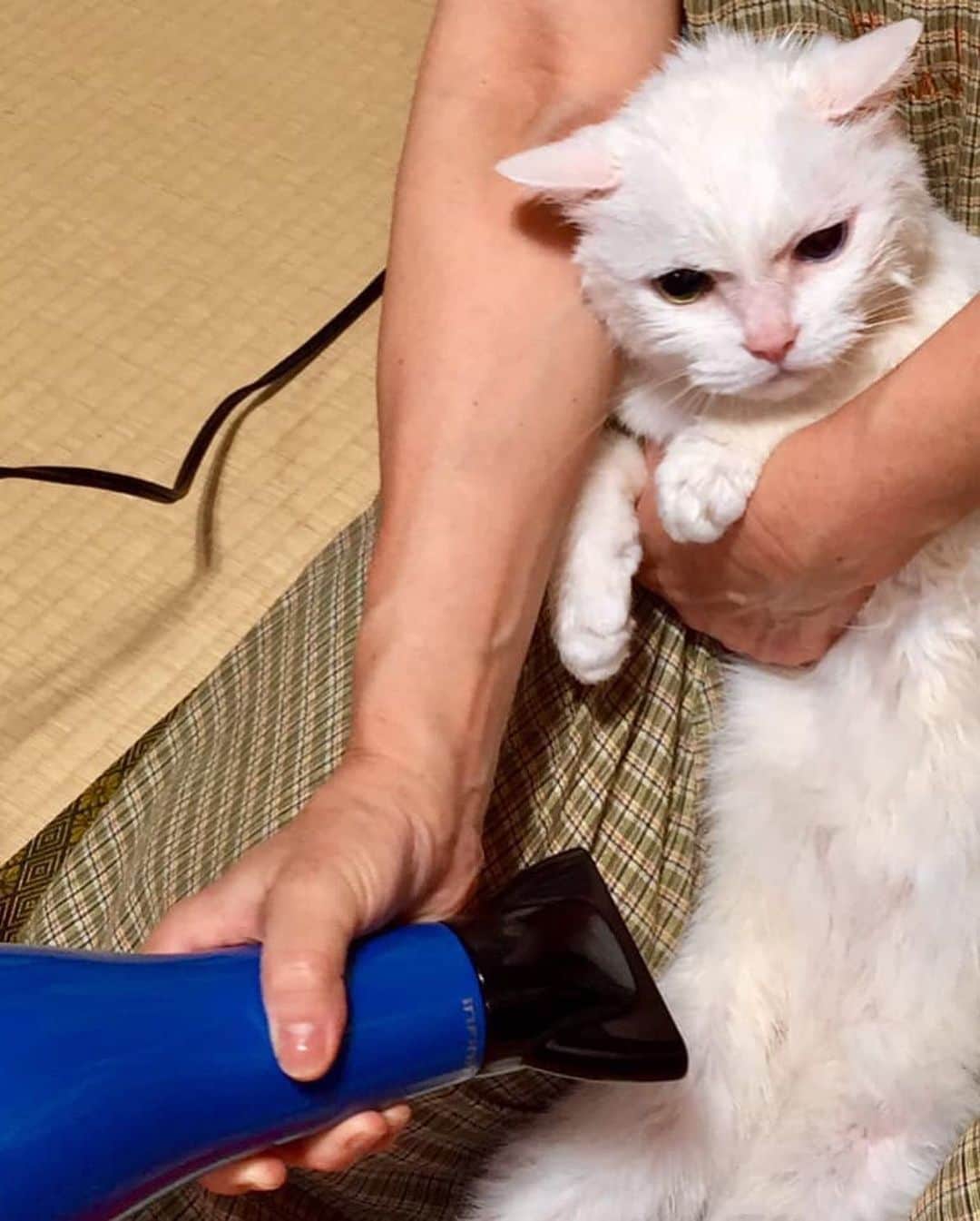 石原亜弥さんのインスタグラム写真 - (石原亜弥Instagram)「🐈🛁 みなさん台風大丈夫でしたか？ 我が家は幸い、ベランダにペットボトルが飛んできた以外に被害はありませんでした。 土曜日は外出もできず暇だったので、チャイをお風呂に入れました。 「助けて〜！」と言わんばかりの表情😂 実家の猫も台風に合わせてお風呂に入れられたらしく、怪訝な表情…笑 #猫のお風呂」10月14日 14時43分 - aya_dorothy_law