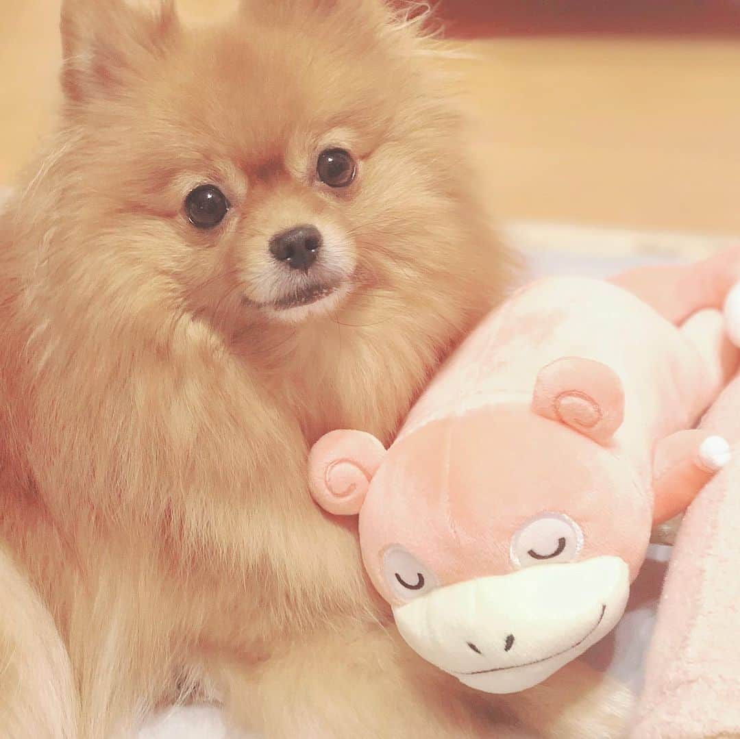 月野もあのインスタグラム：「うちの天使👼﻿ #愛犬 #ポメラニアン #dog﻿ #ヤドン #ぬいぐるみ」