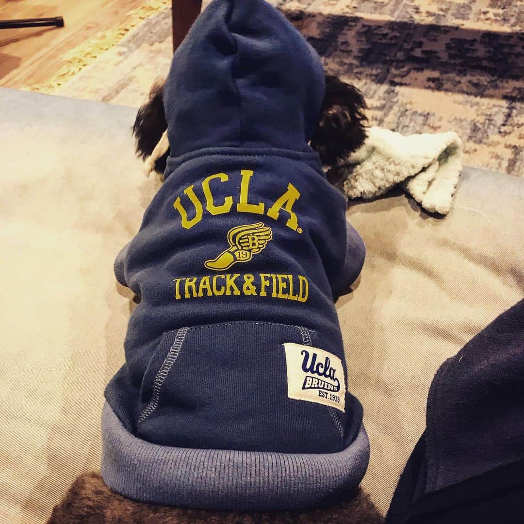 宇野剛史のインスタグラム：「🎊3歳になったので、おニューパーカーをキメてるとこ👕⚡️ #トイプードル #ucla #toypoodle #dogstagram」