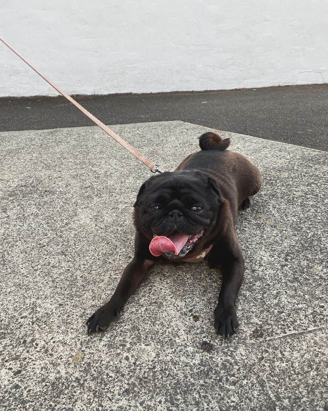 リリーマイマックさんのインスタグラム写真 - (リリーマイマックInstagram)「Chippy being exhausted after 5 mins of walking 🙂」10月14日 16時24分 - lilymaymac