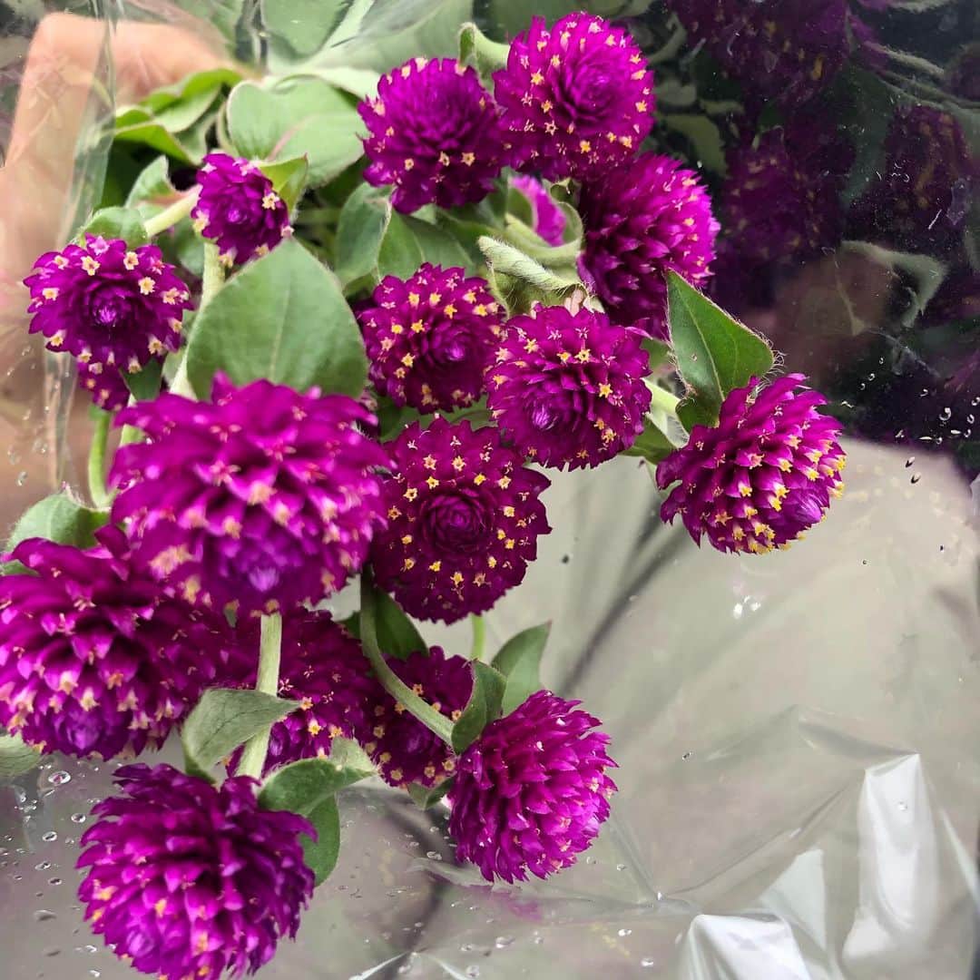 藤崎奈々子さんのインスタグラム写真 - (藤崎奈々子Instagram)「可愛いお花を見つけたから ドライフラワーにしようと お買い上げ💐 ・ 何に使おうかなぁ ・ #お花 #ドライフラワー #これはなんのお花でしょうか？」10月14日 18時52分 - nanakofujisaki