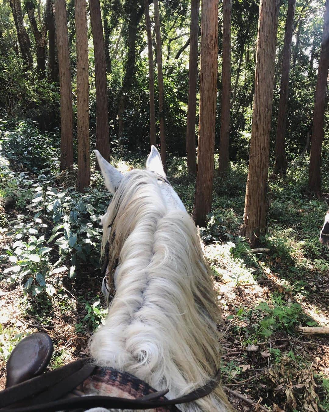 fukishaljさんのインスタグラム写真 - (fukishaljInstagram)「今回の台風でペットと暮らしている事で避難所が行けない所も多い中、備えの大切さや生きてる事が当たり前でない事たくさん気づかされる事がありました。被災された地域の方は、どうか引き続きお気をつけ下さい。 ・ ・ 先週のおはなし。 動物がだいすきなお友達達と動物たちと過ごした休日。 動物たちもみんなたのしそうで　みんなで笑って　泥んこなって　お馬さんと走って良い日でした　🙏🏻 きょうコメント全部かえします、いつもありがとう　♡  My Special  day off with friends 🐶🐴👭 ・ ・ #1まいめの写真はポニーと鹿の梅ちゃんににんじん🥕をあげていたところ落ちる瞬間笑」10月14日 19時05分 - fukicammy_official