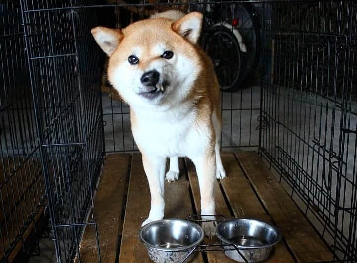 柴犬たま Shibainu Tamaさんのインスタグラム写真 - (柴犬たま Shibainu TamaInstagram)「モリモリ食べてま～す😋🍴 * ミケ「満足満足～🐶🎵」 * Caption trans🇬🇧 Meekeh eats well😋🍴 Meekeh "I was satisfied🐶🎵" * #たま家族 #柴犬ミケ #妊婦ミケ #柴犬動画 #ごはんの時間 #モグモグ #食いしん坊ミケ #早食い #舌ぺろ #満足 #ごちそうさまでした #かなりひし形 #柴犬 #shiba #shibainu #shibastagram #犬 #dog」10月14日 19時27分 - tama7653