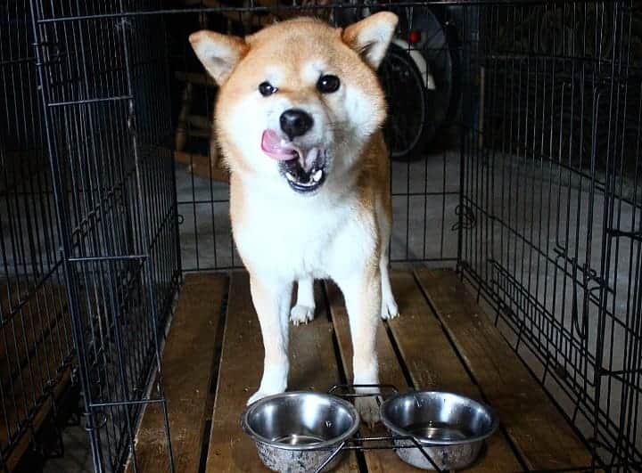 柴犬たま Shibainu Tamaさんのインスタグラム写真 - (柴犬たま Shibainu TamaInstagram)「モリモリ食べてま～す😋🍴 * ミケ「満足満足～🐶🎵」 * Caption trans🇬🇧 Meekeh eats well😋🍴 Meekeh "I was satisfied🐶🎵" * #たま家族 #柴犬ミケ #妊婦ミケ #柴犬動画 #ごはんの時間 #モグモグ #食いしん坊ミケ #早食い #舌ぺろ #満足 #ごちそうさまでした #かなりひし形 #柴犬 #shiba #shibainu #shibastagram #犬 #dog」10月14日 19時27分 - tama7653