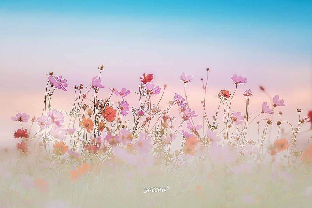 花の写真館のインスタグラム：「Photo by @yoceantoi.⠀ https://instagram.com/yoceantoi/⠀ .⠀ Original Post[投稿頂いたURL]⠀ https://www.instagram.com/p/BZYoHUhBTqJ/⠀ .⠀ 本アカウントは、 #私の花の写真 をつけてInstagramに投稿された皆さまの花の写真や、「花の写真館」Facebookページで投稿された花の写真を紹介します。⠀ 「花の写真館」Facebookページは、「 @floral.photograph 」のプロフィールにあるURLからご覧ください。⠀ .⠀ #花の写真館 #floralphotograph #floralphoto #flower #flowers⠀ Follow: @floral.photograph」
