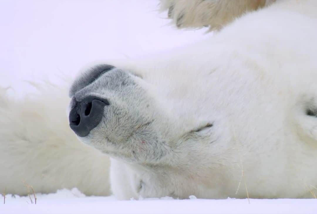 のインスタグラム：「Video by Bertie Gregory @bertiegregory | A large male polar bear yawns during a snooze on the west coast of the Hudson Bay, in Manitoba, Canada. Aside from his blueish purple tongue, his mouth contains another interesting feature: the position of his teeth. Behind a polar bear's huge canines, there’s a gap where the teeth don’t erupt out the gum. This gap allows the canines to sink deeper into their seal prey, offering a greater grip to catch and pull seals of the water. Follow @bertiegregory for more wildlife adventures #wild_life #wildlife #animals #ice #snow #bear #teeth #polar bear」