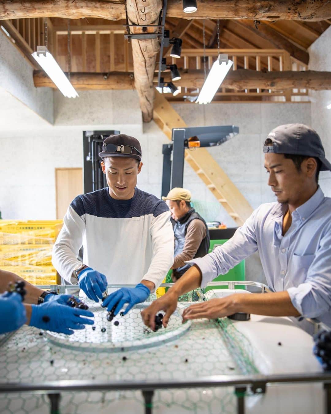都倉賢さんのインスタグラム写真 - (都倉賢Instagram)「【Tokura winery】  北海道仁木町にある都倉ワイナリーに来年の2月リリース予定のワインを仕込みに行ってきました！  昨年農業法人を設立してから色々な方に支えられてようやくここまでくる事が出来ました。  今年の5月に都倉ワイナリーに苗植えしたブドウは３年後以降の収穫となるため今年はワインを造るためのブドウを購入しワイン造りをします。ブドウの品種は食用ブドウのキャンベルとナイアガラを仕入れてロゼのスパークリングワインを造ります。 【なぜロゼのスパークリングワインにしたのか？！】 理由としては、まずなんと言っても個人的にとにかく泡が好きだからです。  それと色々と構想している時期に怪我をしてしまって、復帰に向けて頑張っていこうと言う思いから生まれた　#返り咲きカウントダウン　プロジェクトとリンクしたいなという思いから、桜が満開に咲くイメージと　#返り咲きカウントダウン　のイメージが凄く自分の中でリンクしてピンクのロゼを造る事にしました！  頑張るモチベーションだったり、応援する時だったり、気合入れる時だったり、何かを達成した時だったり、シャンパンファイトの時だったり、お祝い事だったり、食前の一杯目だったり、泡は幅広いシーンで飲めるのにも関わらず、特別な感じがあるそんな存在です。  また僕自身怪我をした事で今までと違った景色を知ることが出来ました。  色々な人が復帰に向けてなんらかの課題を抱えている現状を知り、みんなで希望を持ちながら頑張っていける、そんな１つのきっかけにこのワインがなったら嬉しいです。  それと同時にそれを支えていたり応援している人達もお祝いに飲めるような、このワインがそんな皆んなを繋ぐ存在になれるように！そんな思いを持ってワイン造りをしていくぞ！  どんな出来栄えになるかわからないけど、もちろんベストを尽くしてパートナーと協力してやっていくだけ！かっこつける事なく、泥臭く、サッカーから学んできた『失敗をどうやって成長につなげていくか』そんな精神を大切にワイン造りもしていけたらと思ってます。  パートナーの金田　@hiroakinta_wine_maker と出会ってここまで突っ走ってきました！そもそも彼がアクションを起こしてくれたから会う事が出来なかったし、彼がいなければワイナリーをやる事なんて夢も叶わなかったし、本当に感謝しても仕切れない。  もちろんこれから良いことだけではないし、綺麗事ではすまない世界だけど、助け合って、手を取り合って、お互いが成長していけたらと思う！  近々都倉ワイナリーからクラウドファウンディングの報告も出来そうです！お楽しみに！  先行販売も兼ねてリターンとしてワインを用意しているので興味のある方らまたクラファンから宜しくお願いします！！！ 最後に先日一緒に仕込みを手伝ってくれた皆さん本当に有難うございました^ ^  また色々と一緒に宜しくお願いします！！！ そして今いつも愛のある写真を有難うございます！ photo by @bluecolor0411」10月14日 20時03分 - tokuraken
