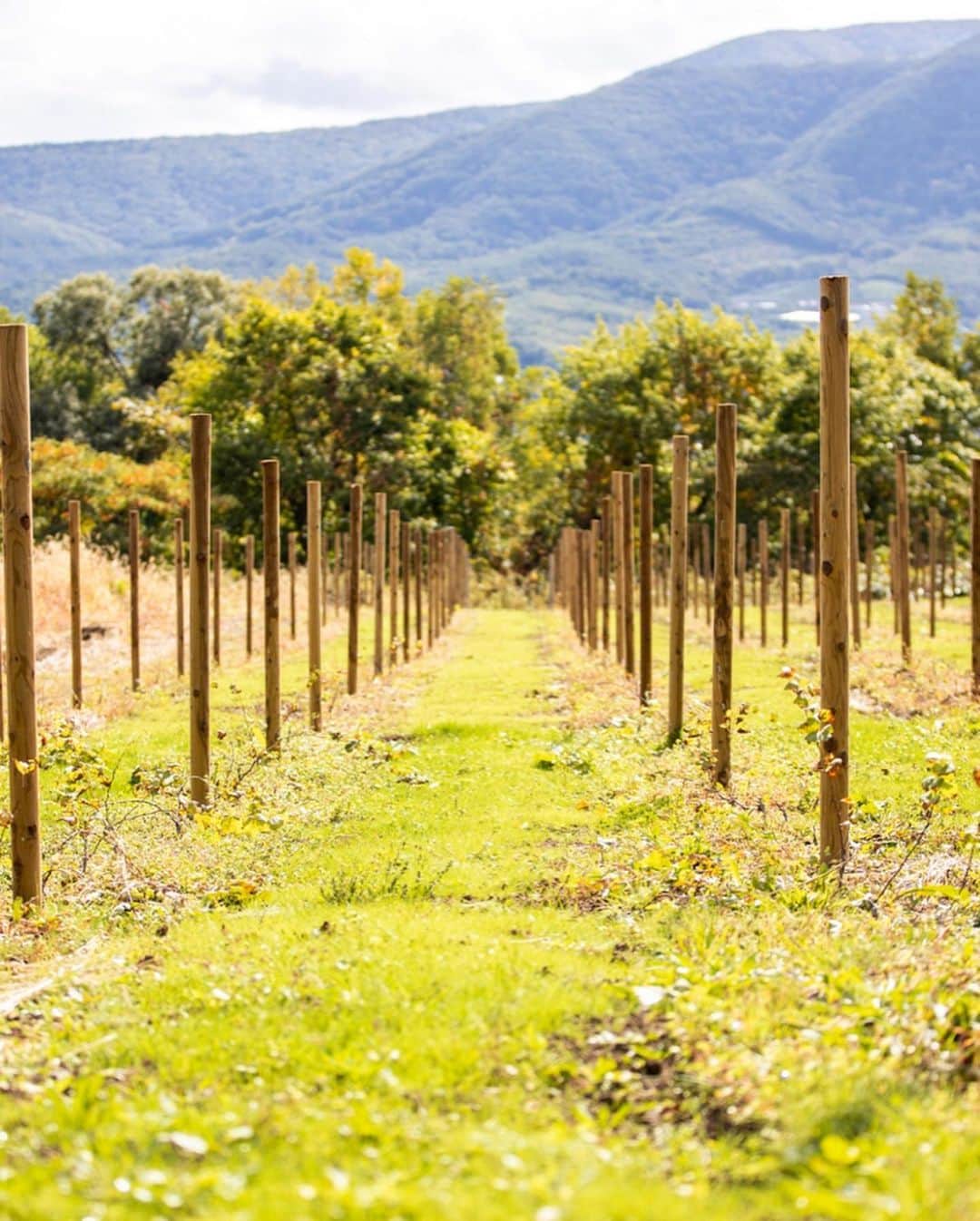 都倉賢さんのインスタグラム写真 - (都倉賢Instagram)「【Tokura winery】  北海道仁木町にある都倉ワイナリーに来年の2月リリース予定のワインを仕込みに行ってきました！  昨年農業法人を設立してから色々な方に支えられてようやくここまでくる事が出来ました。  今年の5月に都倉ワイナリーに苗植えしたブドウは３年後以降の収穫となるため今年はワインを造るためのブドウを購入しワイン造りをします。ブドウの品種は食用ブドウのキャンベルとナイアガラを仕入れてロゼのスパークリングワインを造ります。 【なぜロゼのスパークリングワインにしたのか？！】 理由としては、まずなんと言っても個人的にとにかく泡が好きだからです。  それと色々と構想している時期に怪我をしてしまって、復帰に向けて頑張っていこうと言う思いから生まれた　#返り咲きカウントダウン　プロジェクトとリンクしたいなという思いから、桜が満開に咲くイメージと　#返り咲きカウントダウン　のイメージが凄く自分の中でリンクしてピンクのロゼを造る事にしました！  頑張るモチベーションだったり、応援する時だったり、気合入れる時だったり、何かを達成した時だったり、シャンパンファイトの時だったり、お祝い事だったり、食前の一杯目だったり、泡は幅広いシーンで飲めるのにも関わらず、特別な感じがあるそんな存在です。  また僕自身怪我をした事で今までと違った景色を知ることが出来ました。  色々な人が復帰に向けてなんらかの課題を抱えている現状を知り、みんなで希望を持ちながら頑張っていける、そんな１つのきっかけにこのワインがなったら嬉しいです。  それと同時にそれを支えていたり応援している人達もお祝いに飲めるような、このワインがそんな皆んなを繋ぐ存在になれるように！そんな思いを持ってワイン造りをしていくぞ！  どんな出来栄えになるかわからないけど、もちろんベストを尽くしてパートナーと協力してやっていくだけ！かっこつける事なく、泥臭く、サッカーから学んできた『失敗をどうやって成長につなげていくか』そんな精神を大切にワイン造りもしていけたらと思ってます。  パートナーの金田　@hiroakinta_wine_maker と出会ってここまで突っ走ってきました！そもそも彼がアクションを起こしてくれたから会う事が出来なかったし、彼がいなければワイナリーをやる事なんて夢も叶わなかったし、本当に感謝しても仕切れない。  もちろんこれから良いことだけではないし、綺麗事ではすまない世界だけど、助け合って、手を取り合って、お互いが成長していけたらと思う！  近々都倉ワイナリーからクラウドファウンディングの報告も出来そうです！お楽しみに！  先行販売も兼ねてリターンとしてワインを用意しているので興味のある方らまたクラファンから宜しくお願いします！！！ 最後に先日一緒に仕込みを手伝ってくれた皆さん本当に有難うございました^ ^  また色々と一緒に宜しくお願いします！！！ そして今いつも愛のある写真を有難うございます！ photo by @bluecolor0411」10月14日 20時03分 - tokuraken