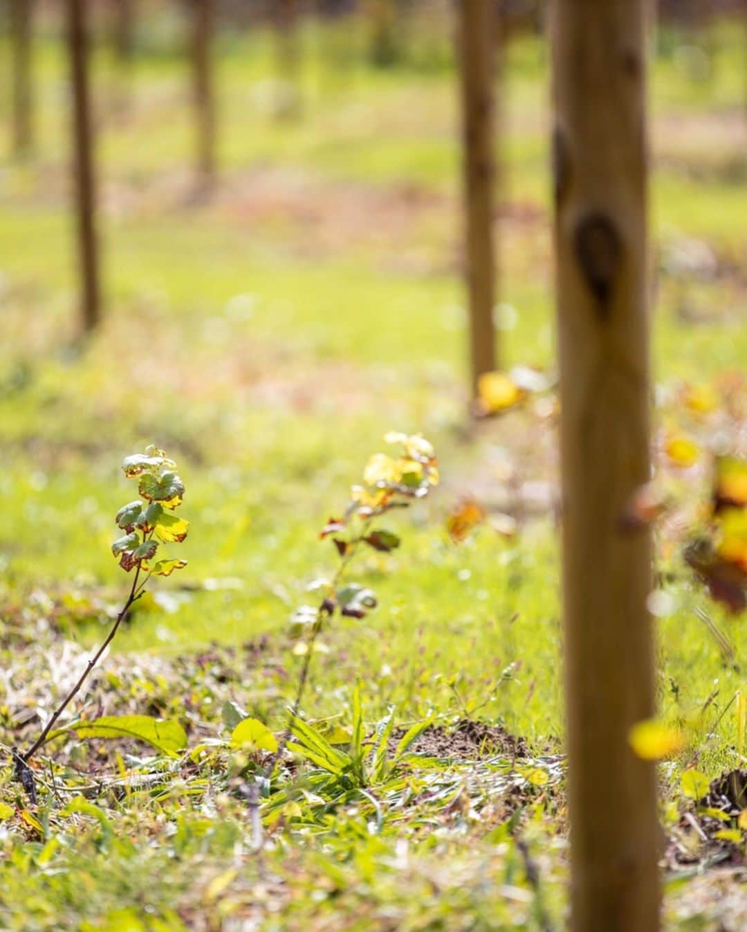 都倉賢さんのインスタグラム写真 - (都倉賢Instagram)「【Tokura winery】  北海道仁木町にある都倉ワイナリーに来年の2月リリース予定のワインを仕込みに行ってきました！  昨年農業法人を設立してから色々な方に支えられてようやくここまでくる事が出来ました。  今年の5月に都倉ワイナリーに苗植えしたブドウは３年後以降の収穫となるため今年はワインを造るためのブドウを購入しワイン造りをします。ブドウの品種は食用ブドウのキャンベルとナイアガラを仕入れてロゼのスパークリングワインを造ります。 【なぜロゼのスパークリングワインにしたのか？！】 理由としては、まずなんと言っても個人的にとにかく泡が好きだからです。  それと色々と構想している時期に怪我をしてしまって、復帰に向けて頑張っていこうと言う思いから生まれた　#返り咲きカウントダウン　プロジェクトとリンクしたいなという思いから、桜が満開に咲くイメージと　#返り咲きカウントダウン　のイメージが凄く自分の中でリンクしてピンクのロゼを造る事にしました！  頑張るモチベーションだったり、応援する時だったり、気合入れる時だったり、何かを達成した時だったり、シャンパンファイトの時だったり、お祝い事だったり、食前の一杯目だったり、泡は幅広いシーンで飲めるのにも関わらず、特別な感じがあるそんな存在です。  また僕自身怪我をした事で今までと違った景色を知ることが出来ました。  色々な人が復帰に向けてなんらかの課題を抱えている現状を知り、みんなで希望を持ちながら頑張っていける、そんな１つのきっかけにこのワインがなったら嬉しいです。  それと同時にそれを支えていたり応援している人達もお祝いに飲めるような、このワインがそんな皆んなを繋ぐ存在になれるように！そんな思いを持ってワイン造りをしていくぞ！  どんな出来栄えになるかわからないけど、もちろんベストを尽くしてパートナーと協力してやっていくだけ！かっこつける事なく、泥臭く、サッカーから学んできた『失敗をどうやって成長につなげていくか』そんな精神を大切にワイン造りもしていけたらと思ってます。  パートナーの金田　@hiroakinta_wine_maker と出会ってここまで突っ走ってきました！そもそも彼がアクションを起こしてくれたから会う事が出来なかったし、彼がいなければワイナリーをやる事なんて夢も叶わなかったし、本当に感謝しても仕切れない。  もちろんこれから良いことだけではないし、綺麗事ではすまない世界だけど、助け合って、手を取り合って、お互いが成長していけたらと思う！  近々都倉ワイナリーからクラウドファウンディングの報告も出来そうです！お楽しみに！  先行販売も兼ねてリターンとしてワインを用意しているので興味のある方らまたクラファンから宜しくお願いします！！！ 最後に先日一緒に仕込みを手伝ってくれた皆さん本当に有難うございました^ ^  また色々と一緒に宜しくお願いします！！！ そして今いつも愛のある写真を有難うございます！ photo by @bluecolor0411」10月14日 20時03分 - tokuraken