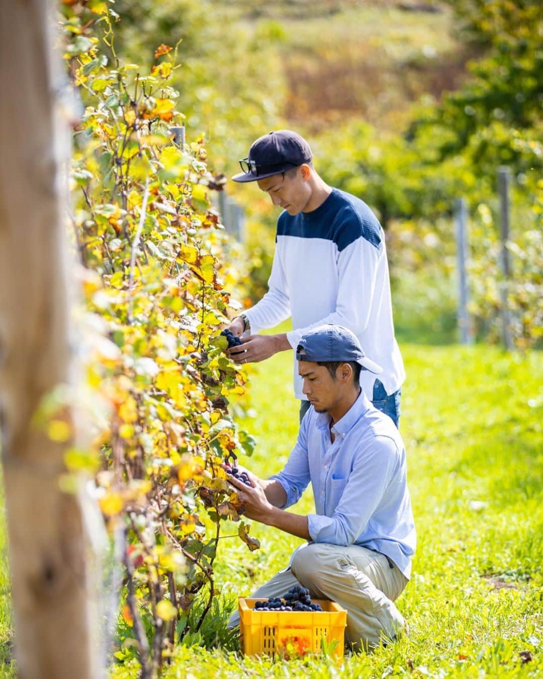 都倉賢さんのインスタグラム写真 - (都倉賢Instagram)「【Tokura winery】  北海道仁木町にある都倉ワイナリーに来年の2月リリース予定のワインを仕込みに行ってきました！  昨年農業法人を設立してから色々な方に支えられてようやくここまでくる事が出来ました。  今年の5月に都倉ワイナリーに苗植えしたブドウは３年後以降の収穫となるため今年はワインを造るためのブドウを購入しワイン造りをします。ブドウの品種は食用ブドウのキャンベルとナイアガラを仕入れてロゼのスパークリングワインを造ります。 【なぜロゼのスパークリングワインにしたのか？！】 理由としては、まずなんと言っても個人的にとにかく泡が好きだからです。  それと色々と構想している時期に怪我をしてしまって、復帰に向けて頑張っていこうと言う思いから生まれた　#返り咲きカウントダウン　プロジェクトとリンクしたいなという思いから、桜が満開に咲くイメージと　#返り咲きカウントダウン　のイメージが凄く自分の中でリンクしてピンクのロゼを造る事にしました！  頑張るモチベーションだったり、応援する時だったり、気合入れる時だったり、何かを達成した時だったり、シャンパンファイトの時だったり、お祝い事だったり、食前の一杯目だったり、泡は幅広いシーンで飲めるのにも関わらず、特別な感じがあるそんな存在です。  また僕自身怪我をした事で今までと違った景色を知ることが出来ました。  色々な人が復帰に向けてなんらかの課題を抱えている現状を知り、みんなで希望を持ちながら頑張っていける、そんな１つのきっかけにこのワインがなったら嬉しいです。  それと同時にそれを支えていたり応援している人達もお祝いに飲めるような、このワインがそんな皆んなを繋ぐ存在になれるように！そんな思いを持ってワイン造りをしていくぞ！  どんな出来栄えになるかわからないけど、もちろんベストを尽くしてパートナーと協力してやっていくだけ！かっこつける事なく、泥臭く、サッカーから学んできた『失敗をどうやって成長につなげていくか』そんな精神を大切にワイン造りもしていけたらと思ってます。  パートナーの金田　@hiroakinta_wine_maker と出会ってここまで突っ走ってきました！そもそも彼がアクションを起こしてくれたから会う事が出来なかったし、彼がいなければワイナリーをやる事なんて夢も叶わなかったし、本当に感謝しても仕切れない。  もちろんこれから良いことだけではないし、綺麗事ではすまない世界だけど、助け合って、手を取り合って、お互いが成長していけたらと思う！  近々都倉ワイナリーからクラウドファウンディングの報告も出来そうです！お楽しみに！  先行販売も兼ねてリターンとしてワインを用意しているので興味のある方らまたクラファンから宜しくお願いします！！！ 最後に先日一緒に仕込みを手伝ってくれた皆さん本当に有難うございました^ ^  また色々と一緒に宜しくお願いします！！！ そして今いつも愛のある写真を有難うございます！ photo by @bluecolor0411」10月14日 20時03分 - tokuraken