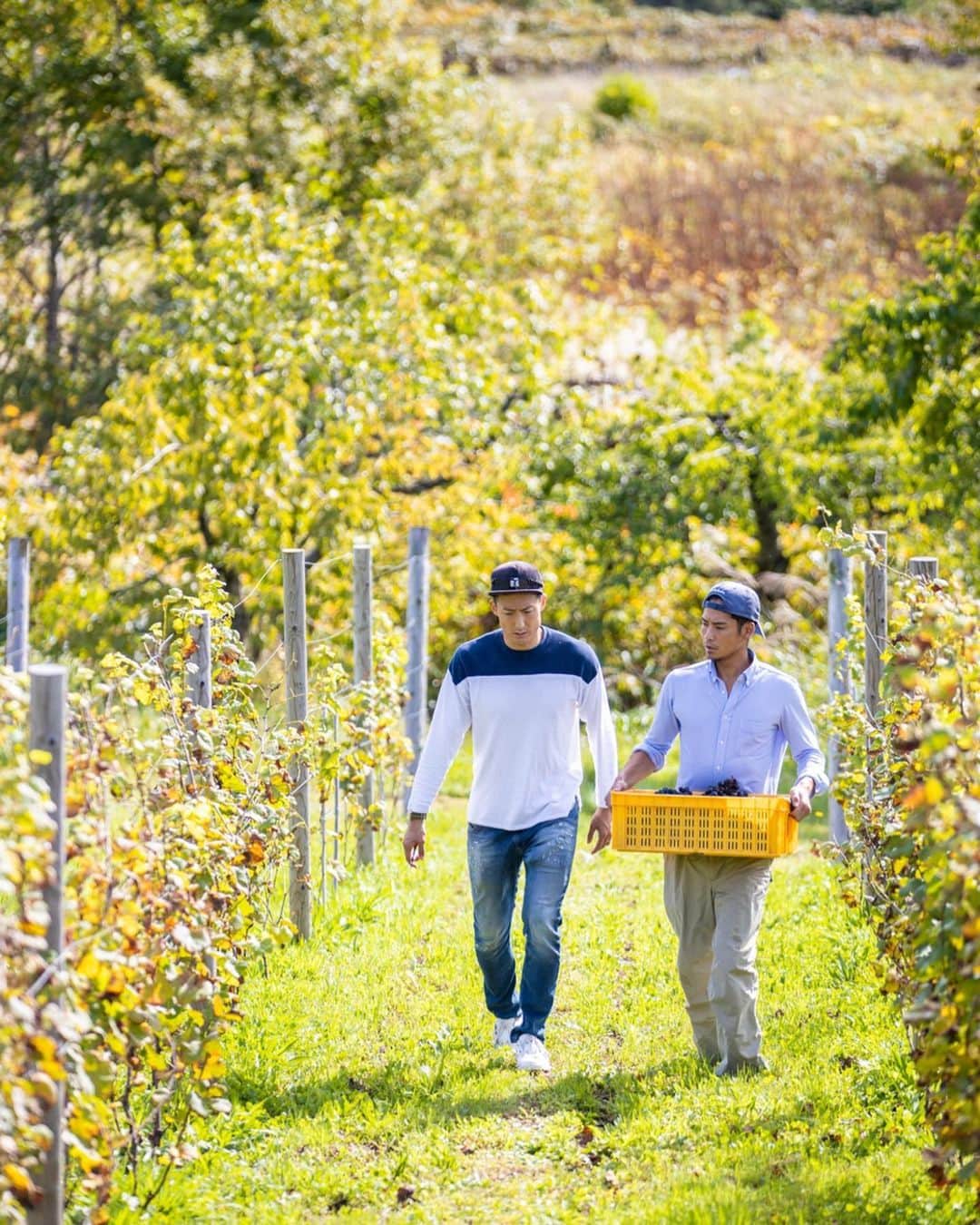 都倉賢さんのインスタグラム写真 - (都倉賢Instagram)「【Tokura winery】  北海道仁木町にある都倉ワイナリーに来年の2月リリース予定のワインを仕込みに行ってきました！  昨年農業法人を設立してから色々な方に支えられてようやくここまでくる事が出来ました。  今年の5月に都倉ワイナリーに苗植えしたブドウは３年後以降の収穫となるため今年はワインを造るためのブドウを購入しワイン造りをします。ブドウの品種は食用ブドウのキャンベルとナイアガラを仕入れてロゼのスパークリングワインを造ります。 【なぜロゼのスパークリングワインにしたのか？！】 理由としては、まずなんと言っても個人的にとにかく泡が好きだからです。  それと色々と構想している時期に怪我をしてしまって、復帰に向けて頑張っていこうと言う思いから生まれた　#返り咲きカウントダウン　プロジェクトとリンクしたいなという思いから、桜が満開に咲くイメージと　#返り咲きカウントダウン　のイメージが凄く自分の中でリンクしてピンクのロゼを造る事にしました！  頑張るモチベーションだったり、応援する時だったり、気合入れる時だったり、何かを達成した時だったり、シャンパンファイトの時だったり、お祝い事だったり、食前の一杯目だったり、泡は幅広いシーンで飲めるのにも関わらず、特別な感じがあるそんな存在です。  また僕自身怪我をした事で今までと違った景色を知ることが出来ました。  色々な人が復帰に向けてなんらかの課題を抱えている現状を知り、みんなで希望を持ちながら頑張っていける、そんな１つのきっかけにこのワインがなったら嬉しいです。  それと同時にそれを支えていたり応援している人達もお祝いに飲めるような、このワインがそんな皆んなを繋ぐ存在になれるように！そんな思いを持ってワイン造りをしていくぞ！  どんな出来栄えになるかわからないけど、もちろんベストを尽くしてパートナーと協力してやっていくだけ！かっこつける事なく、泥臭く、サッカーから学んできた『失敗をどうやって成長につなげていくか』そんな精神を大切にワイン造りもしていけたらと思ってます。  パートナーの金田　@hiroakinta_wine_maker と出会ってここまで突っ走ってきました！そもそも彼がアクションを起こしてくれたから会う事が出来なかったし、彼がいなければワイナリーをやる事なんて夢も叶わなかったし、本当に感謝しても仕切れない。  もちろんこれから良いことだけではないし、綺麗事ではすまない世界だけど、助け合って、手を取り合って、お互いが成長していけたらと思う！  近々都倉ワイナリーからクラウドファウンディングの報告も出来そうです！お楽しみに！  先行販売も兼ねてリターンとしてワインを用意しているので興味のある方らまたクラファンから宜しくお願いします！！！ 最後に先日一緒に仕込みを手伝ってくれた皆さん本当に有難うございました^ ^  また色々と一緒に宜しくお願いします！！！ そして今いつも愛のある写真を有難うございます！ photo by @bluecolor0411」10月14日 20時03分 - tokuraken