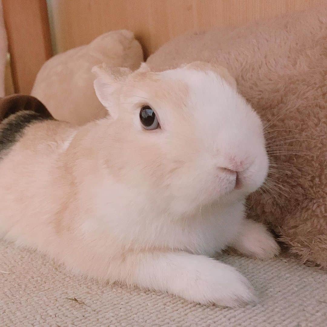 吉田莉加のインスタグラム：「薄っぺらい人たちだらけだったとしても 薄っぺらくない生き方をしようね。 らいむとワタシ〜☁︎☁︎  #outsiderart#singer#sing#music #musician#musicianlifestyle#instadialy #instamood」