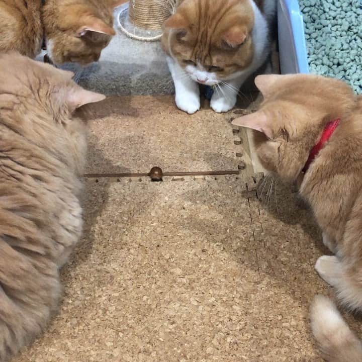 yachimon3のインスタグラム：「初どんぐり🌰 ＃にゃんず集合 ＃初めて見るものは興味深々」