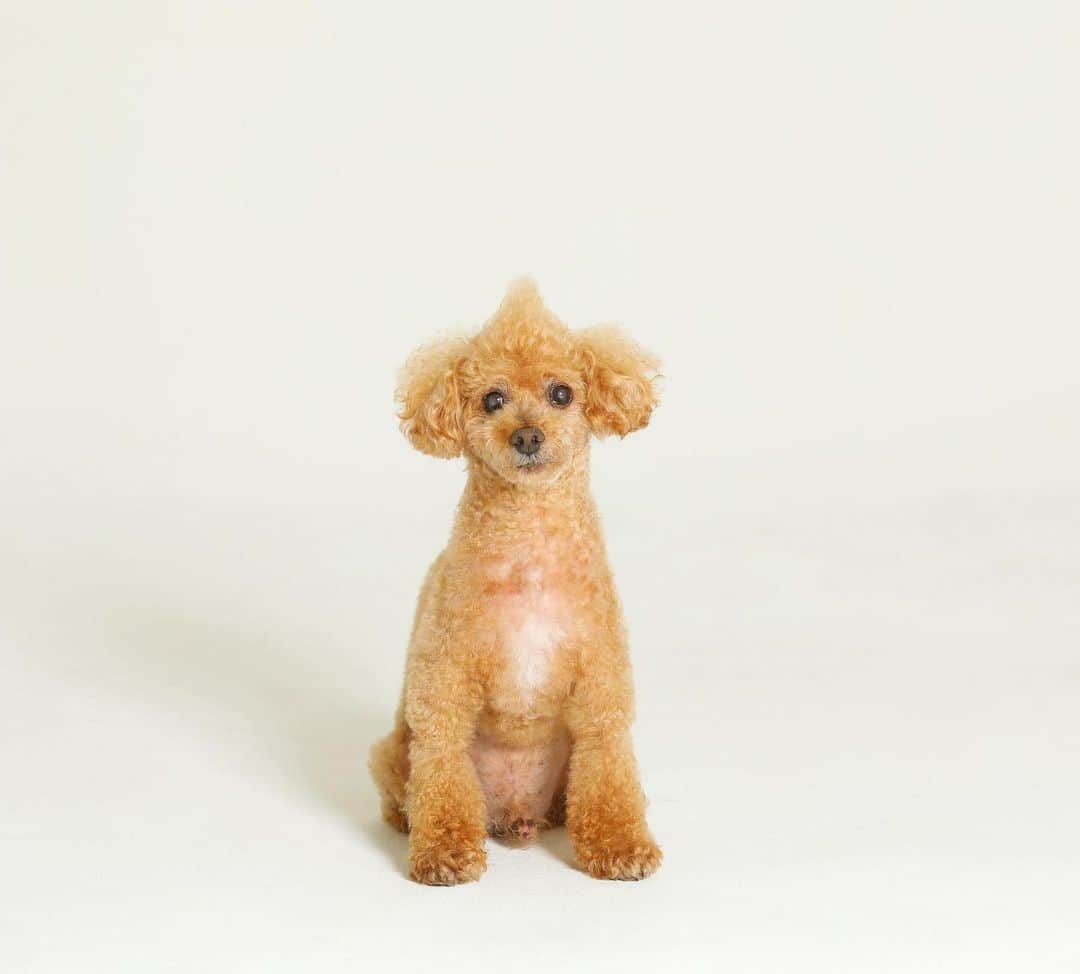 DJ JUICYのインスタグラム：「★ J U I C Y ★くん13歳😊  #dog#toypoodle#family #juicy#love#ジューシー#ジューシーおじぃ#おなかポッコリ」