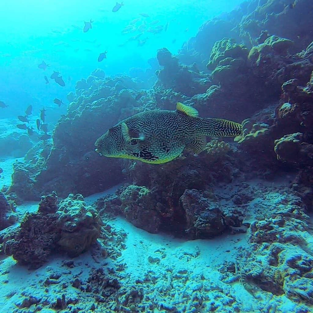 沖田杏梨さんのインスタグラム写真 - (沖田杏梨Instagram)「#モルディブ  #maldives  #memories #diving #初ダイビング #少しずつUPします #この片足立ち #超怖かった #努力 #anriokita」10月14日 22時12分 - anri_okita