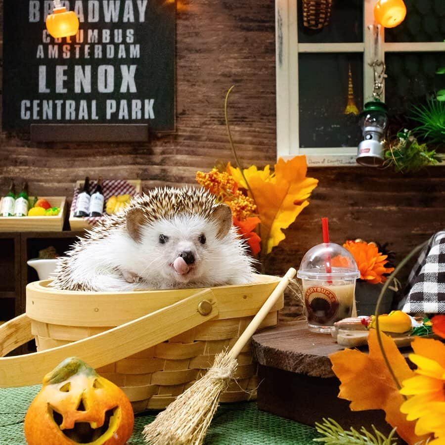 ダーシーさんのインスタグラム写真 - (ダーシーInstagram)「Halloween Hedgehogs🦔🎃👻✨ ・ ・ ・ 先日の家族会で撮影したハロウィンパーティー🥳🎃✨ セットは @ron_hari さんのラニスタジオです🦔✨ ショパンのハロウィンは、間に合うかな〜😅」10月14日 22時30分 - darcytheflyinghedgehog