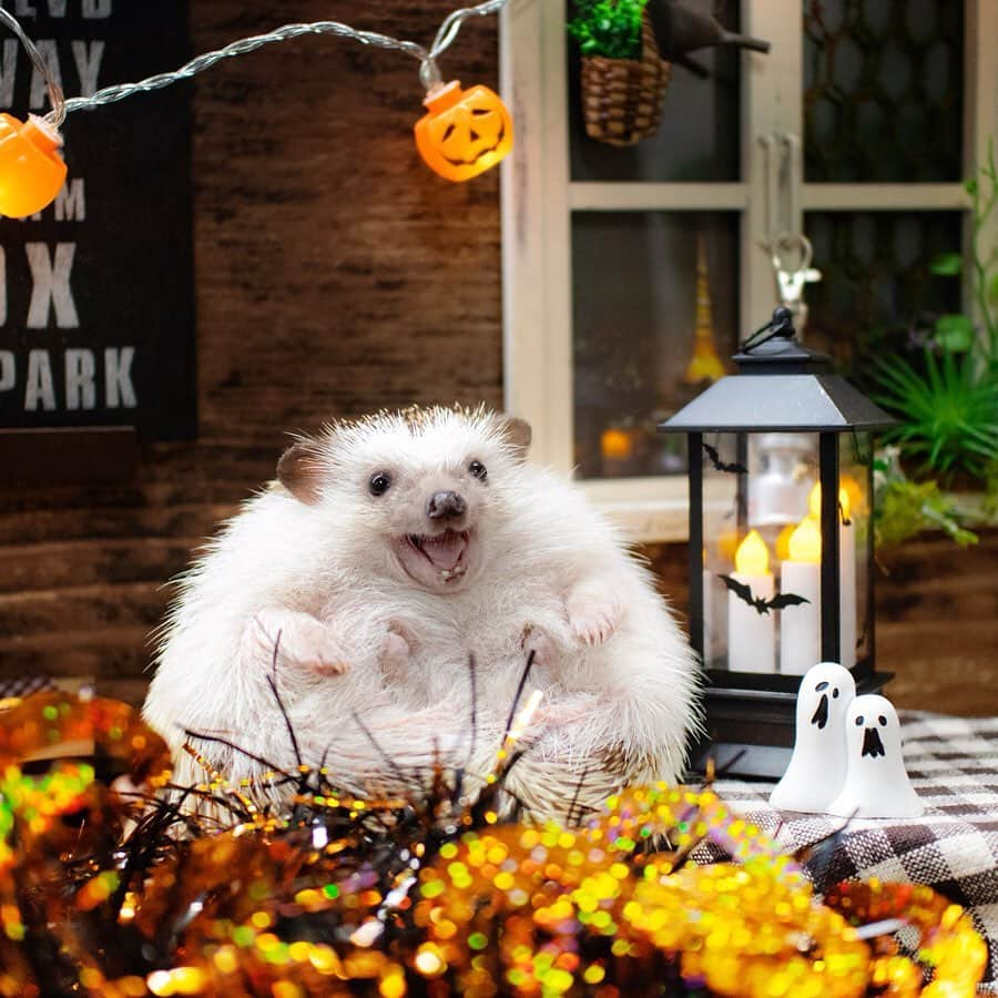 ダーシーさんのインスタグラム写真 - (ダーシーInstagram)「Halloween Hedgehogs🦔🎃👻✨ ・ ・ ・ 先日の家族会で撮影したハロウィンパーティー🥳🎃✨ セットは @ron_hari さんのラニスタジオです🦔✨ ショパンのハロウィンは、間に合うかな〜😅」10月14日 22時30分 - darcytheflyinghedgehog