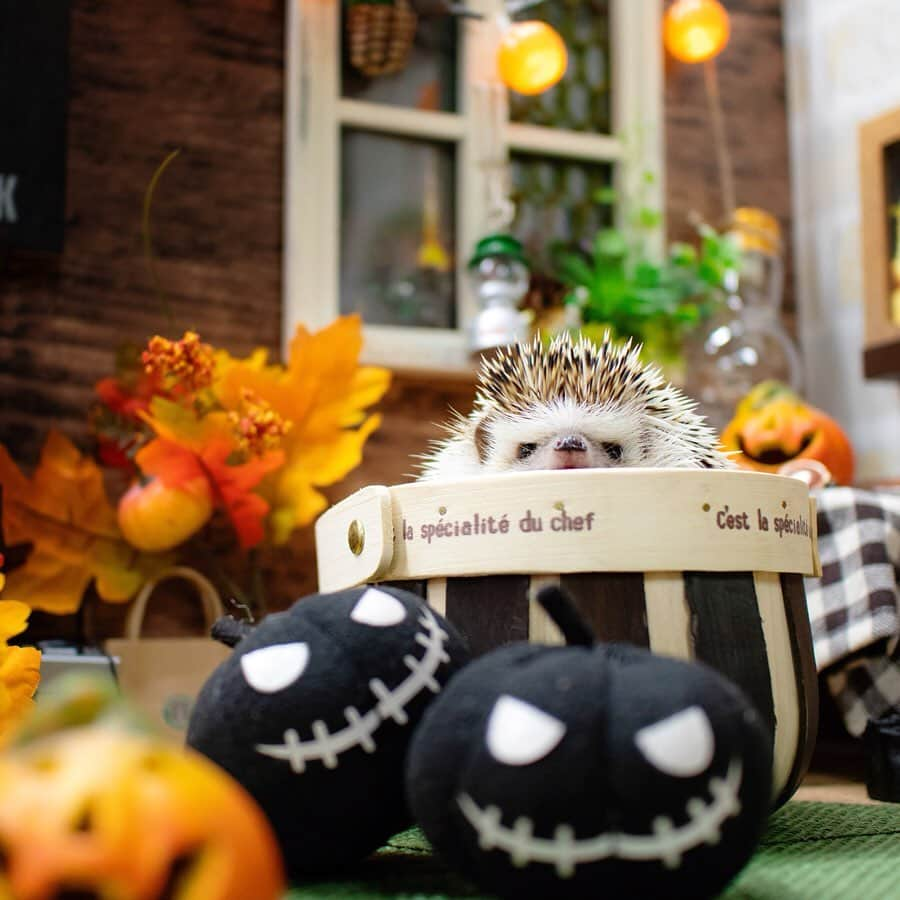 ダーシーさんのインスタグラム写真 - (ダーシーInstagram)「Halloween Hedgehogs🦔🎃👻✨ ・ ・ ・ 先日の家族会で撮影したハロウィンパーティー🥳🎃✨ セットは @ron_hari さんのラニスタジオです🦔✨ ショパンのハロウィンは、間に合うかな〜😅」10月14日 22時30分 - darcytheflyinghedgehog