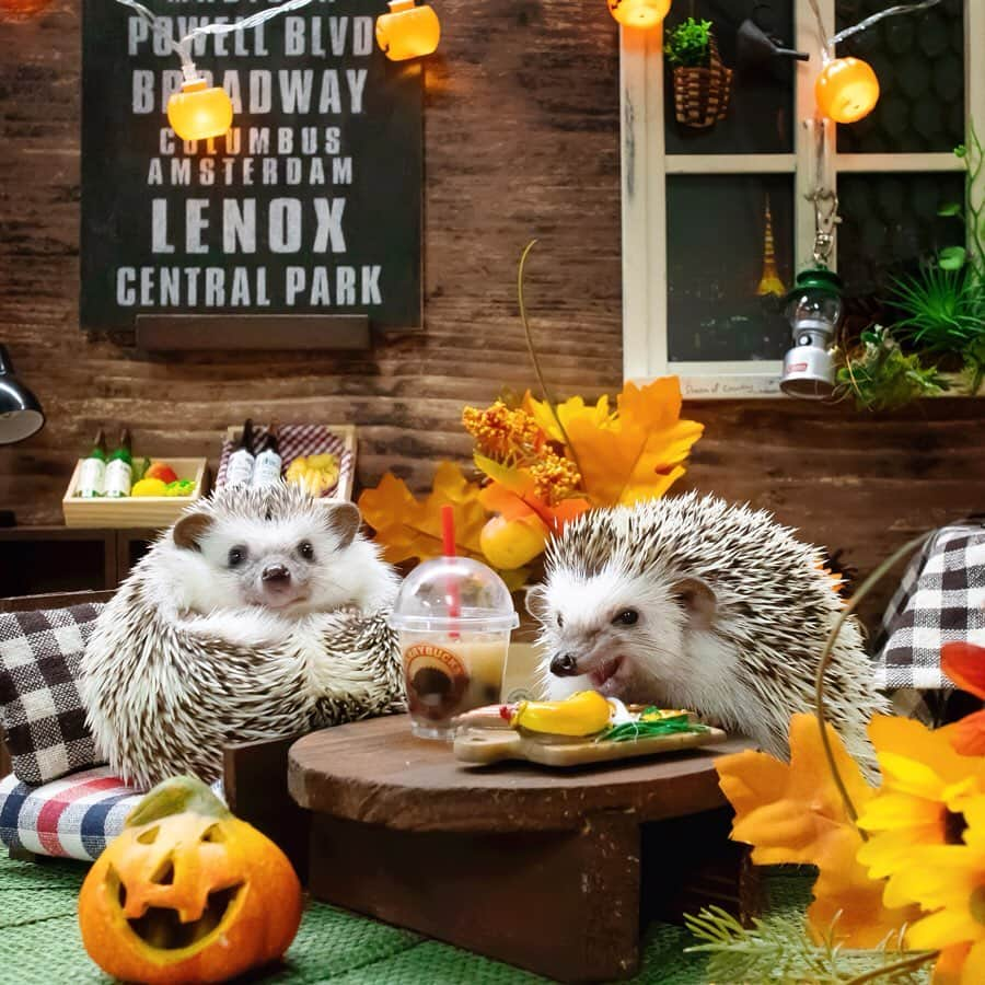 ダーシーさんのインスタグラム写真 - (ダーシーInstagram)「Halloween Hedgehogs🦔🎃👻✨ ・ ・ ・ 先日の家族会で撮影したハロウィンパーティー🥳🎃✨ セットは @ron_hari さんのラニスタジオです🦔✨ ショパンのハロウィンは、間に合うかな〜😅」10月14日 22時30分 - darcytheflyinghedgehog