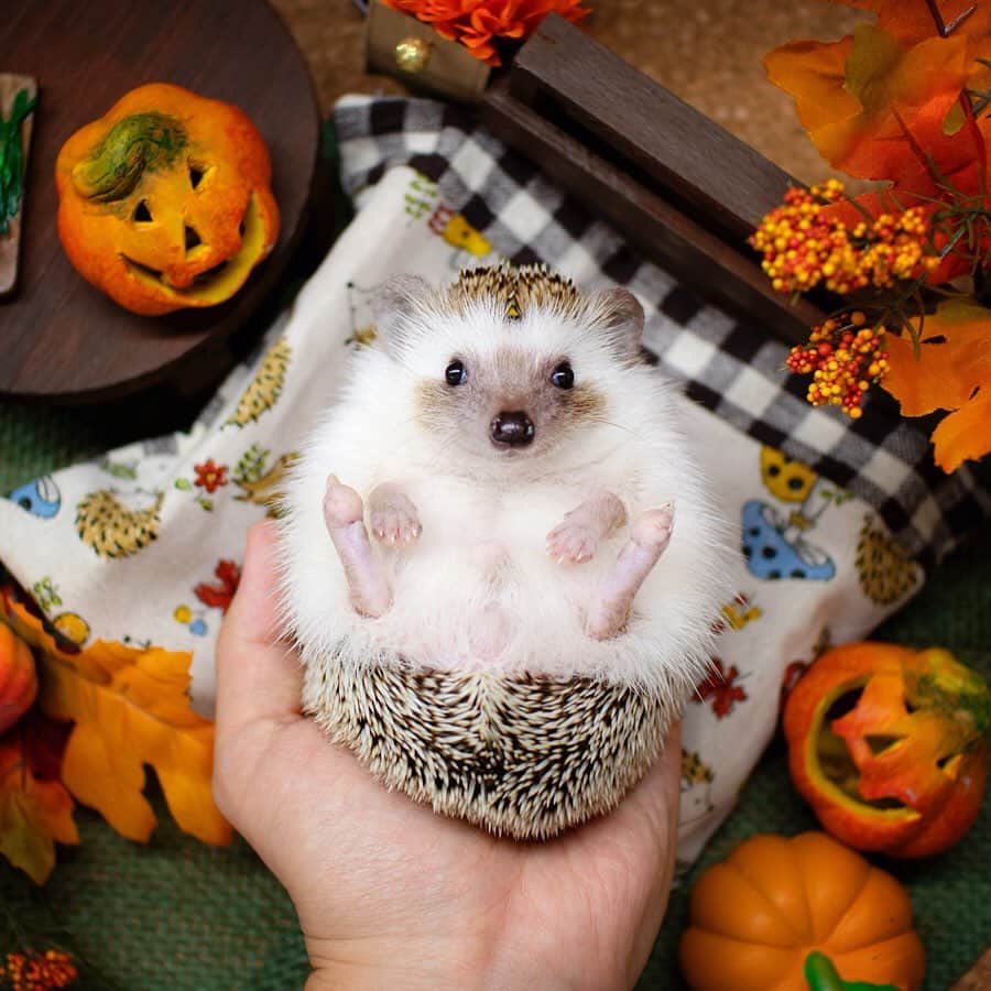 ダーシーさんのインスタグラム写真 - (ダーシーInstagram)「Halloween Hedgehogs🦔🎃👻✨ ・ ・ ・ 先日の家族会で撮影したハロウィンパーティー🥳🎃✨ セットは @ron_hari さんのラニスタジオです🦔✨ ショパンのハロウィンは、間に合うかな〜😅」10月14日 22時30分 - darcytheflyinghedgehog