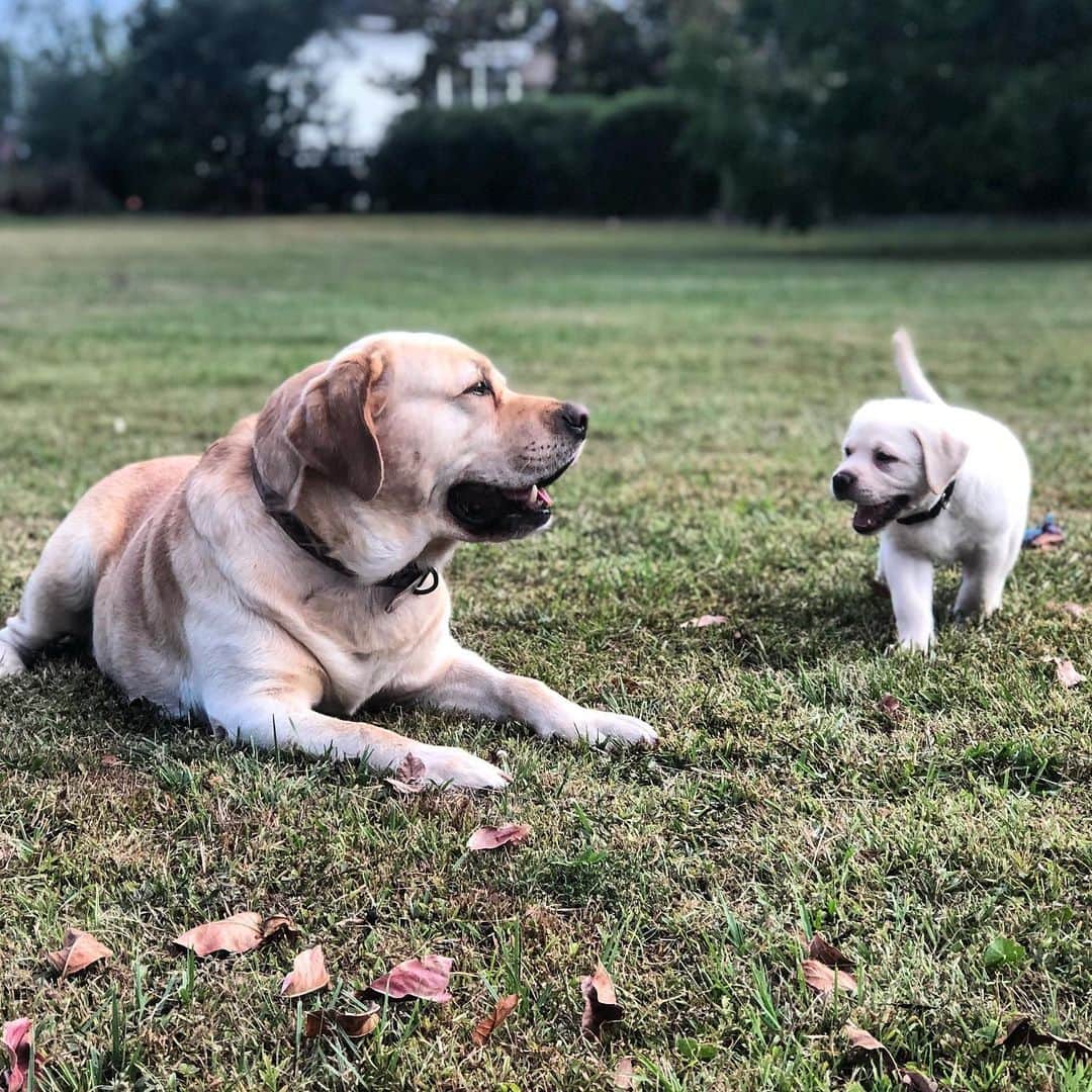 Huckのインスタグラム：「I’ll show you the ropes little one 💙. . . . . . . . #huckandgeorge #talesofalab #talesofalabpuppy #fab_labs_ #labs_of_insta #labrador_class #worldofmylab #thelablove_feature #puppiesofinsta #yellowlaboftheday #puppygram #justlabradors」