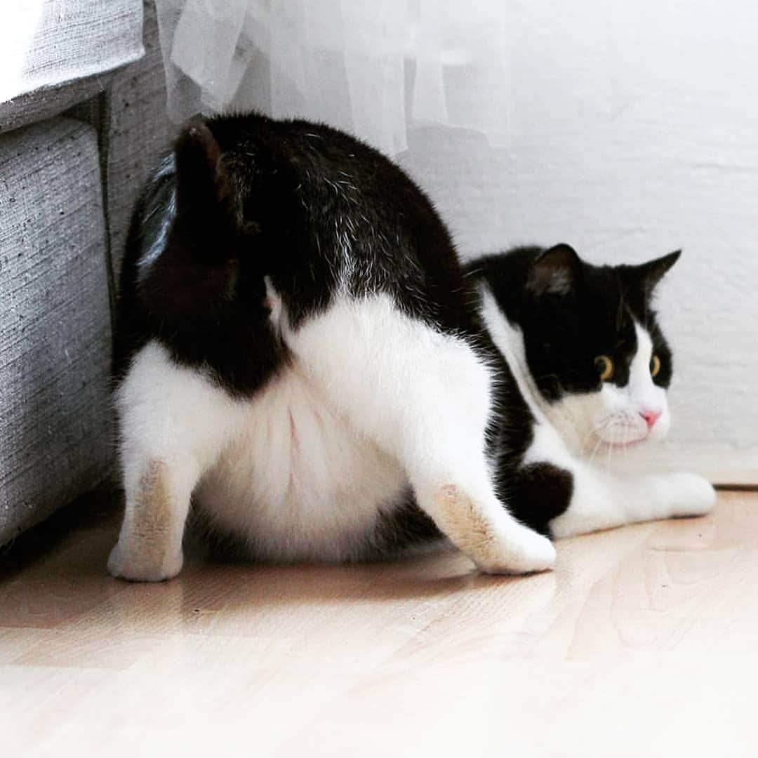 CatStockerさんのインスタグラム写真 - (CatStockerInstagram)「Hello! #catstocker is here!  Follow our FURRriend @cicthecat  Scroll right for more pictures 👉 . . . . . #cat #neko #mačka #chat #kočka #котка #kotek #kot #кіт #mače #кошка #кот #katze #gato #gatto  #子猫 #kattunge #猫 #고양이 #貓 #kedi #köttur #kissanpentu #חתול #кішка #子猫 #고양이새끼 #kitty #cats」10月15日 0時30分 - catstocker